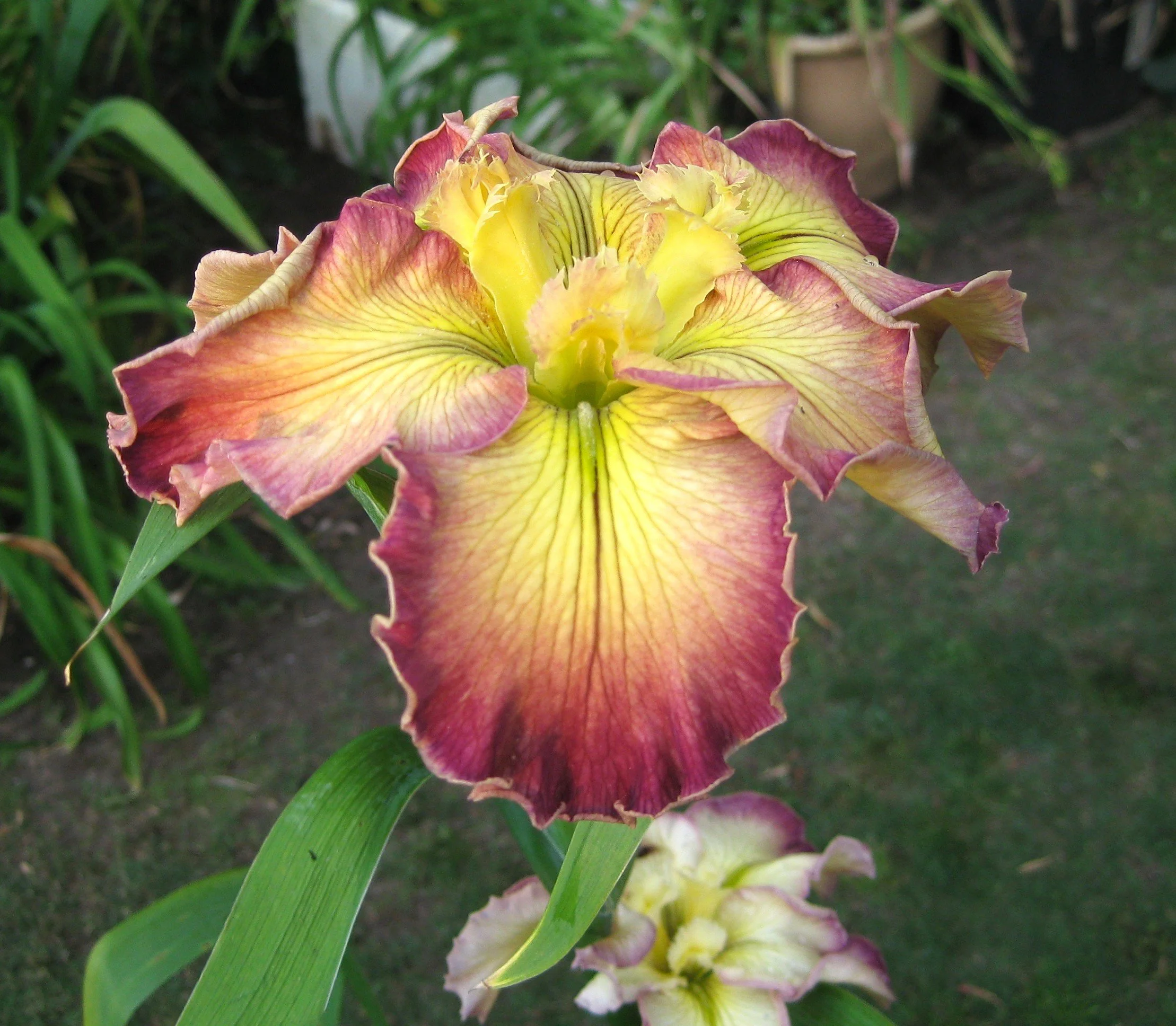 IMG_1987.Wild  and Wonderful.JPG