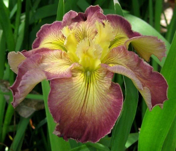 IMG_8347 Seedling No. 9 (Small).JPG