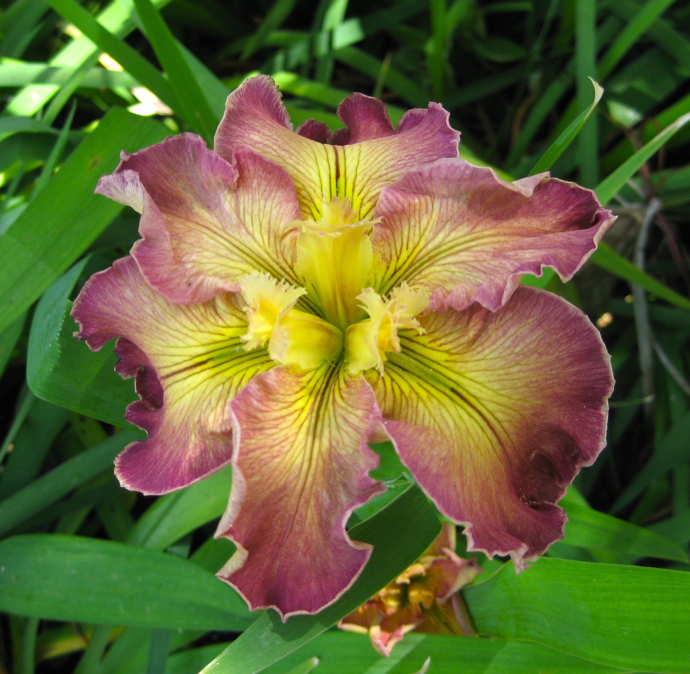 IMG_8345. Wild & Wonderful.JPG