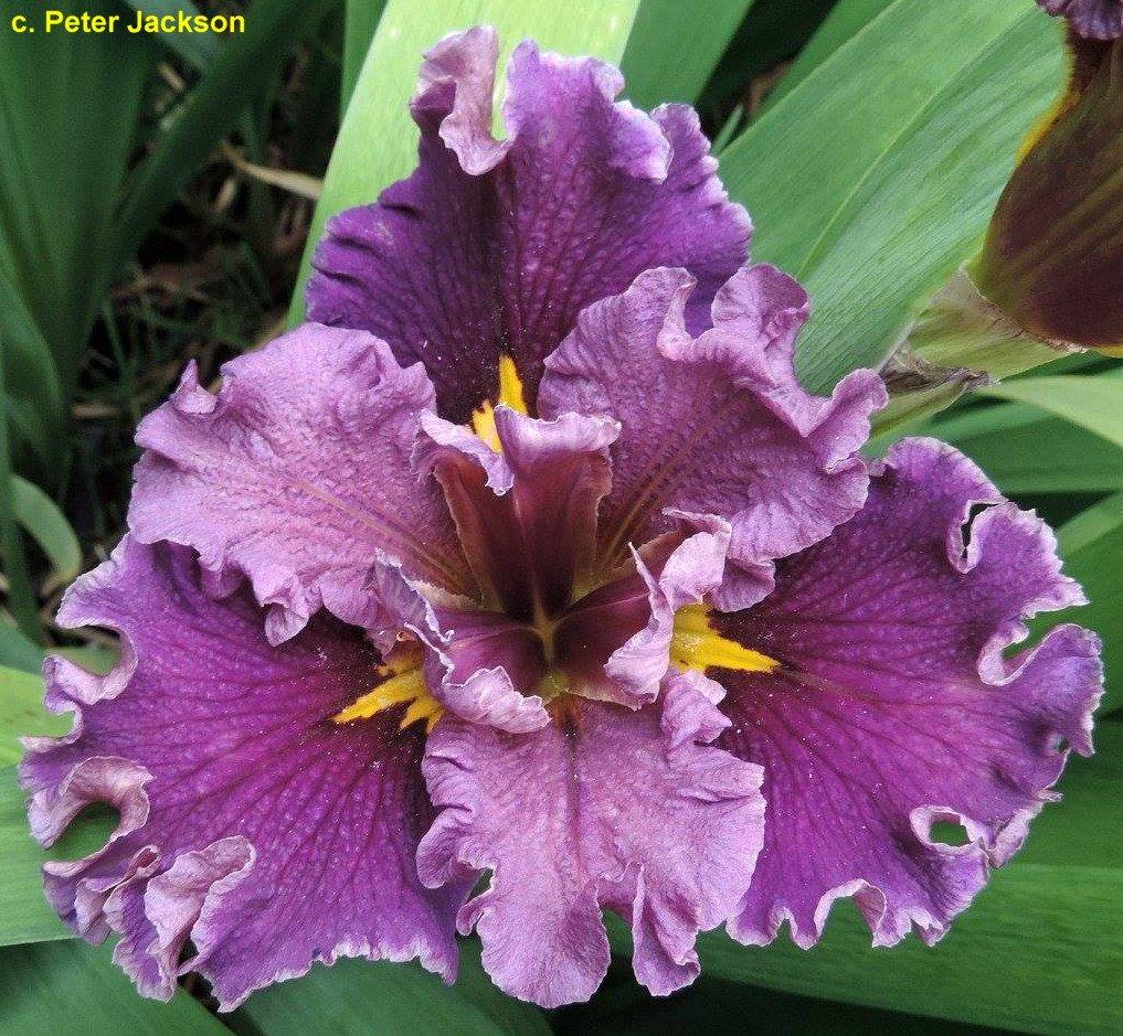 BOYSENBERRY ICE21.jpg