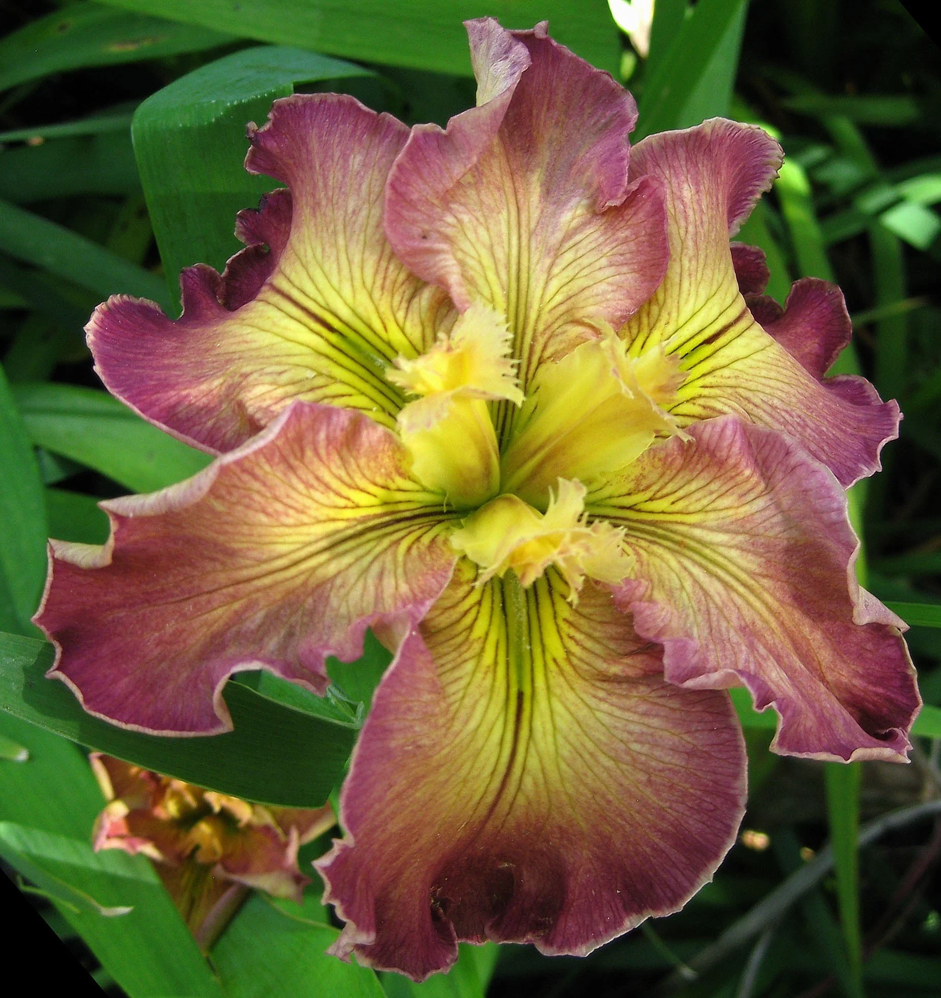 IMG_8345Wild & Wonderful.JPG