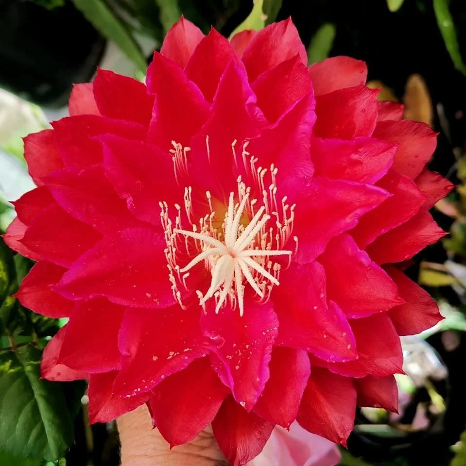 Kiwi Cardinal King4.jpg