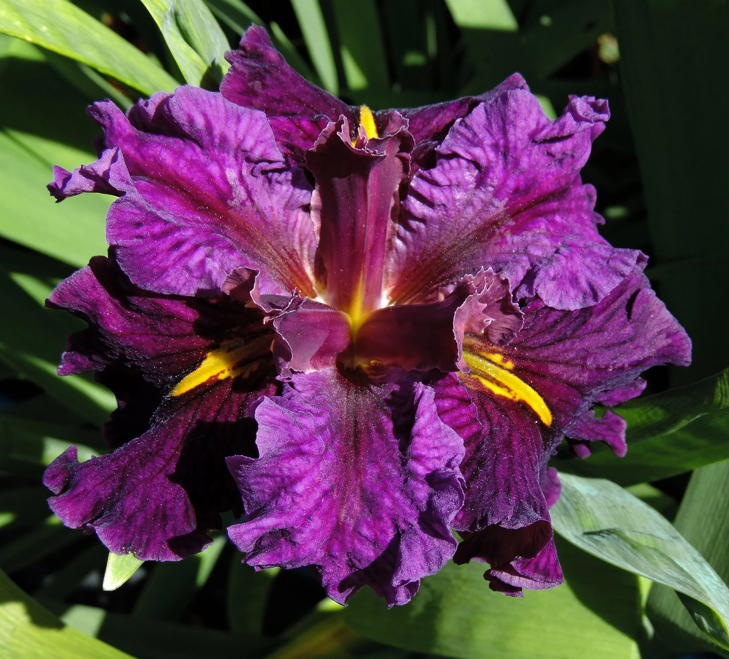 CURRANT DELIGHT  b.jpg