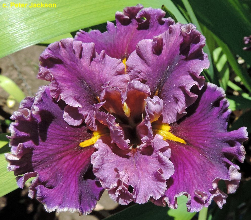 BOYSENBERRY ICE2.jpg