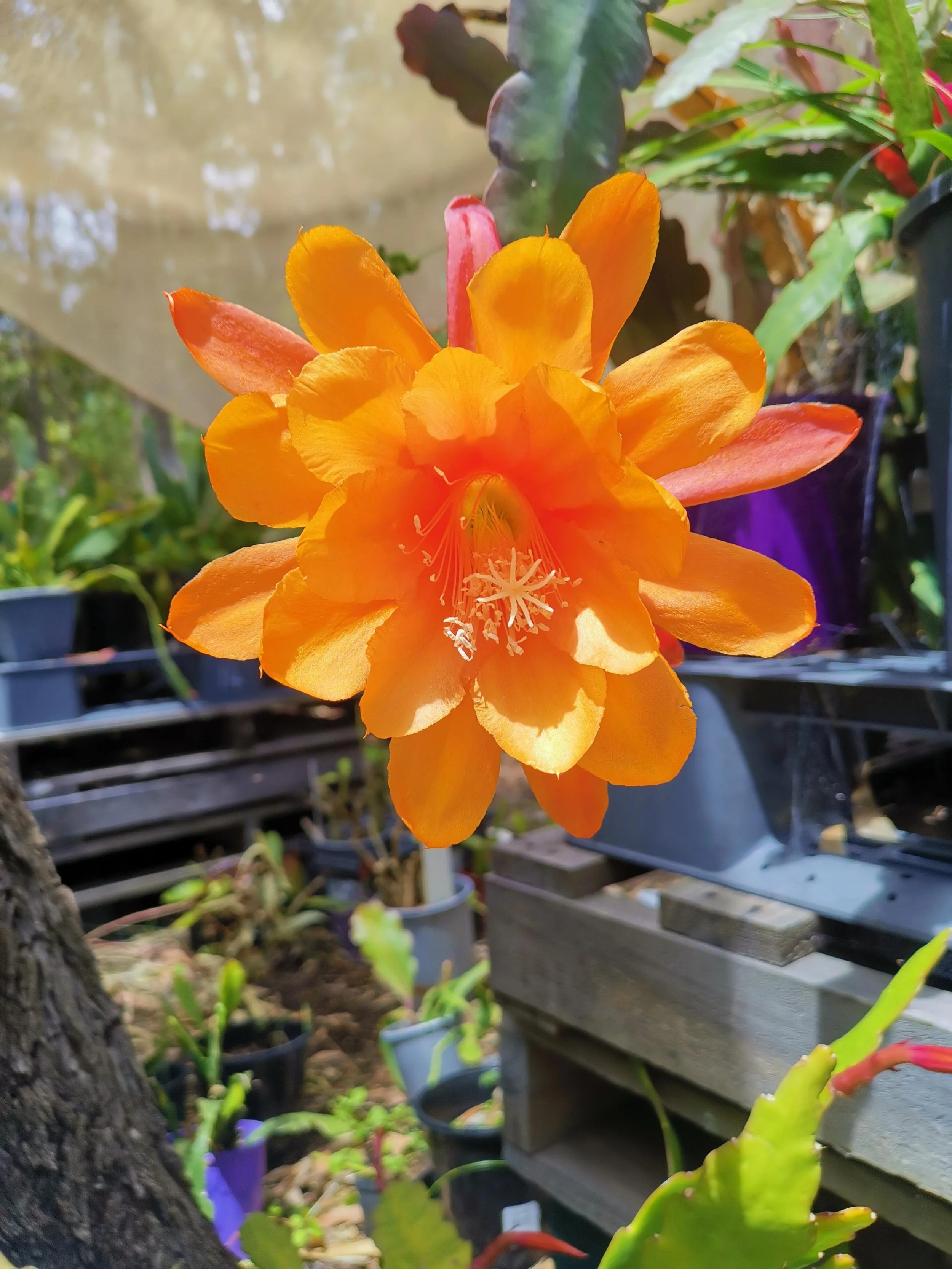 Hokie Pokie_20241106_122236.jpg