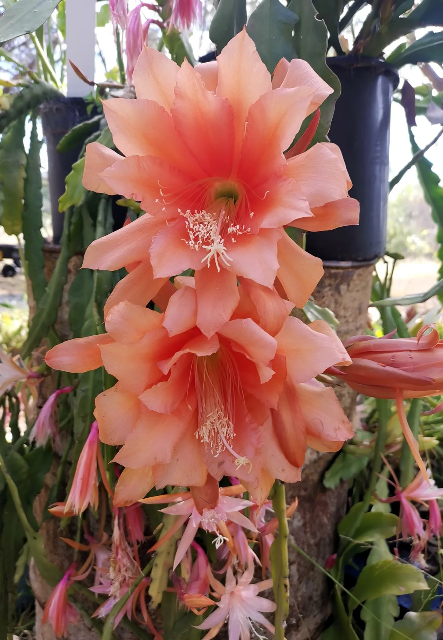 Peach Butterfly 5jpg.jpg