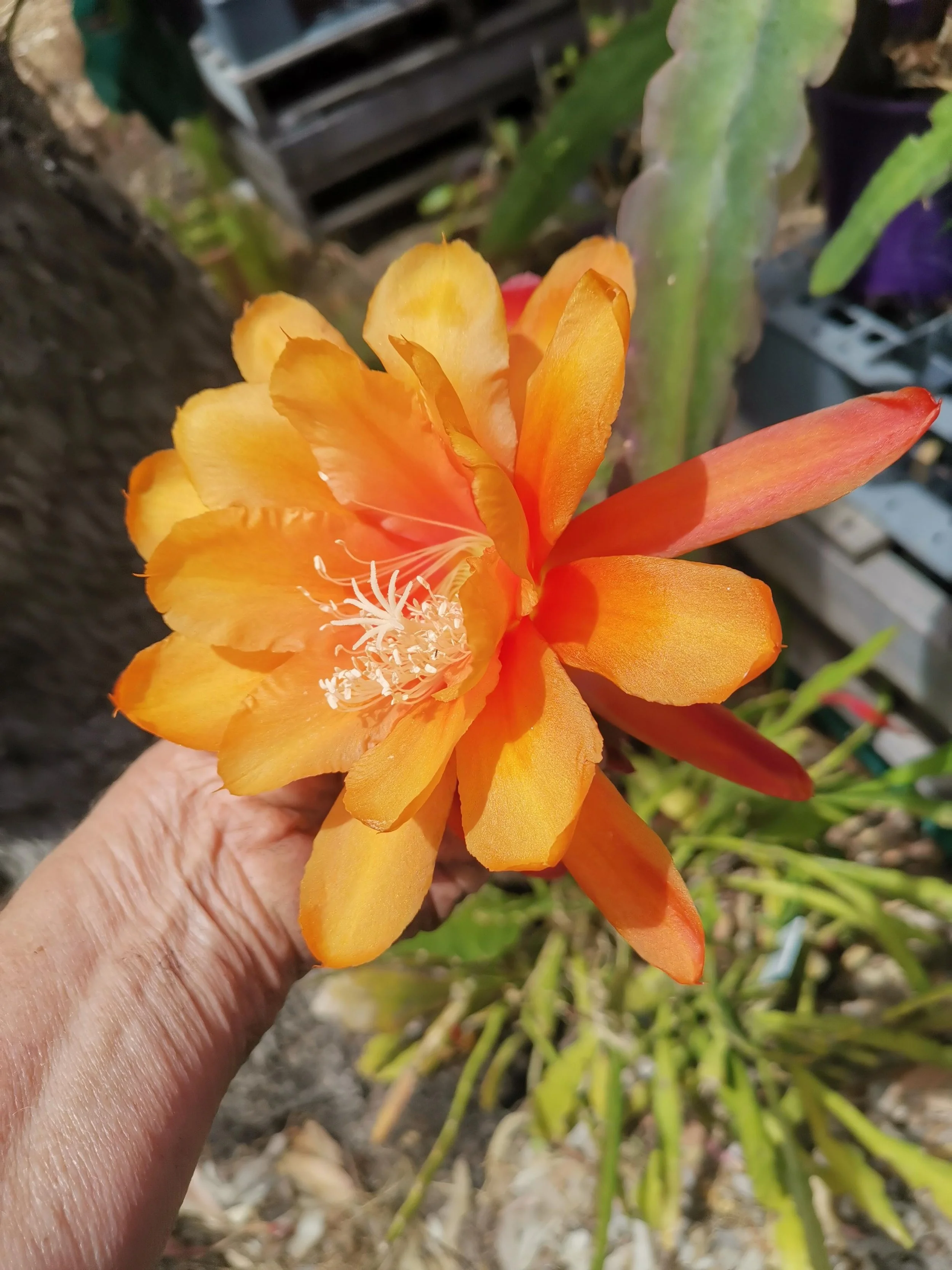 IMG_ Hokie Pokie 252.jpg