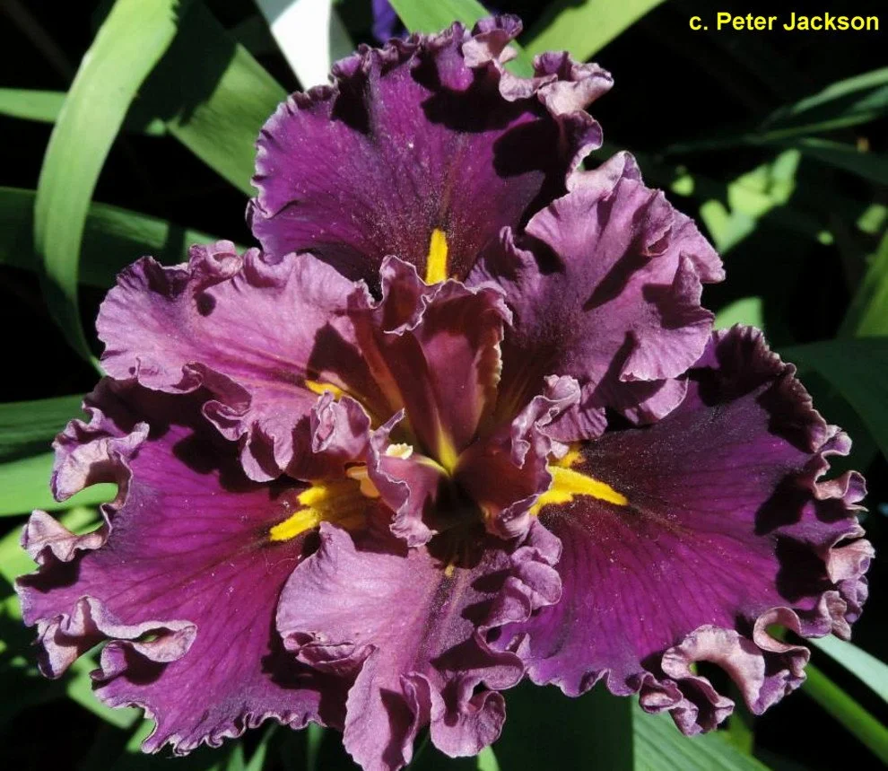 BOYSENBERRY ICE20.jpg