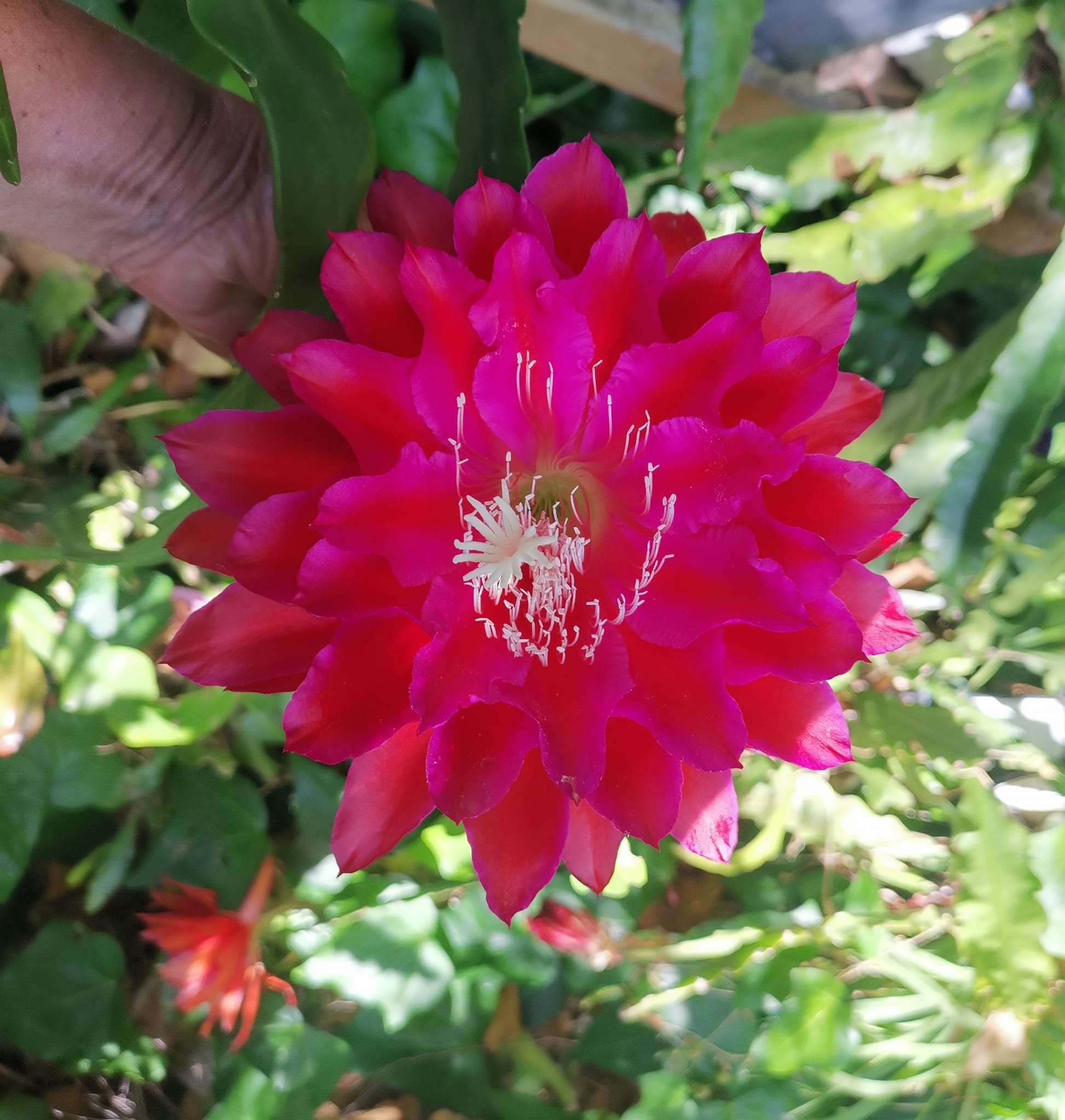 Kiwi Cardinal King 5.jpg