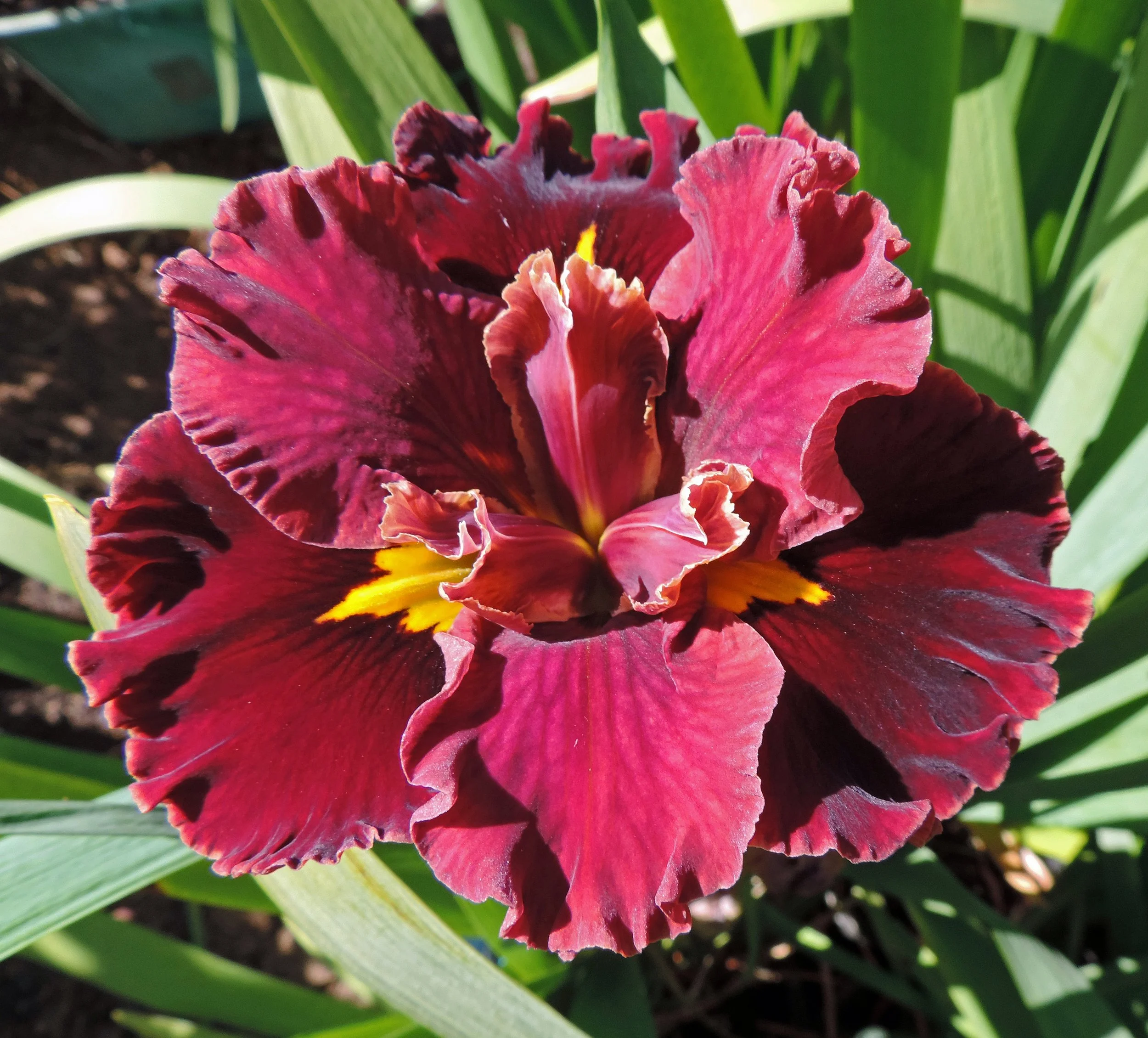 VELVET ENSEMBLE  b.jpg