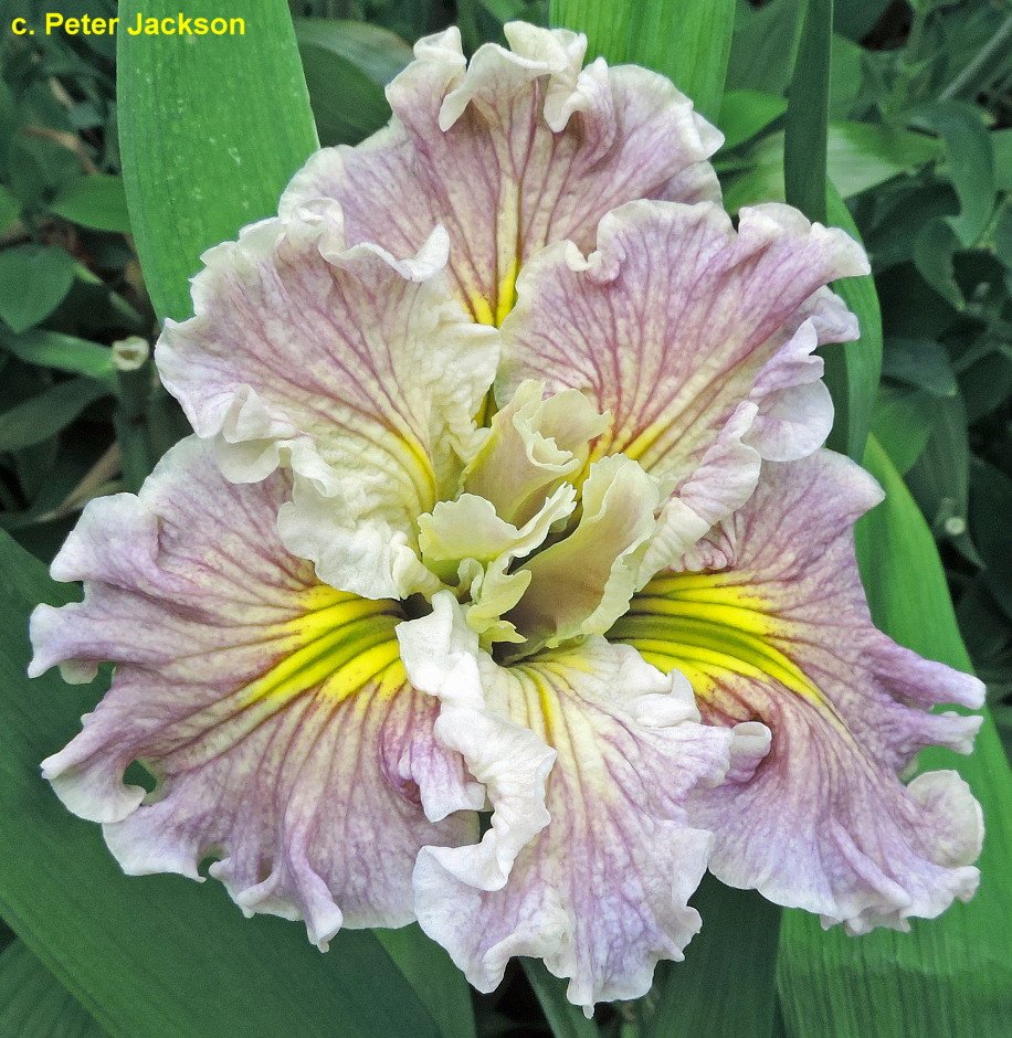 marshmallowspleasejackson1 (1).jpg