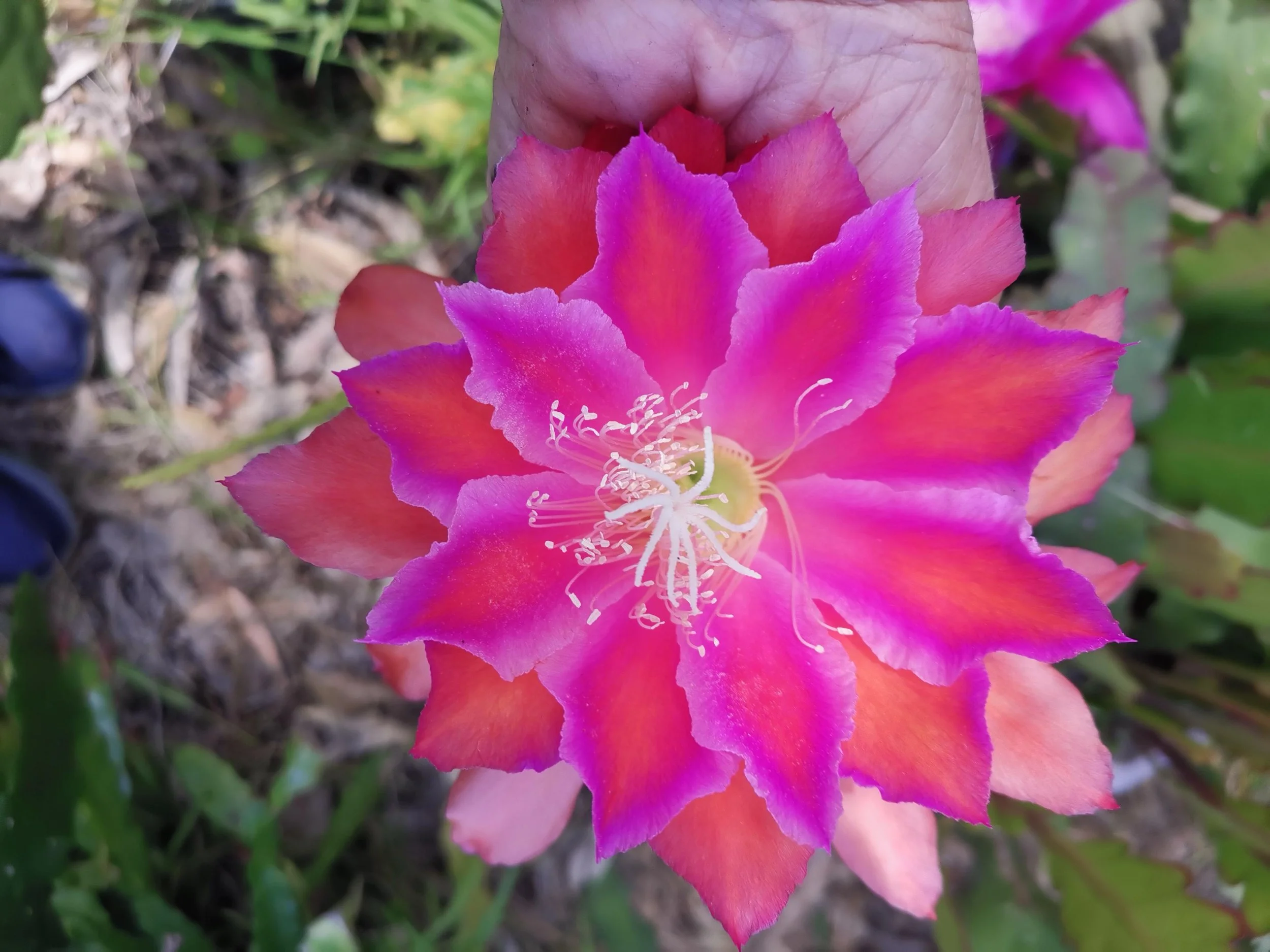 Party Parasol.20241106_114413.jpg