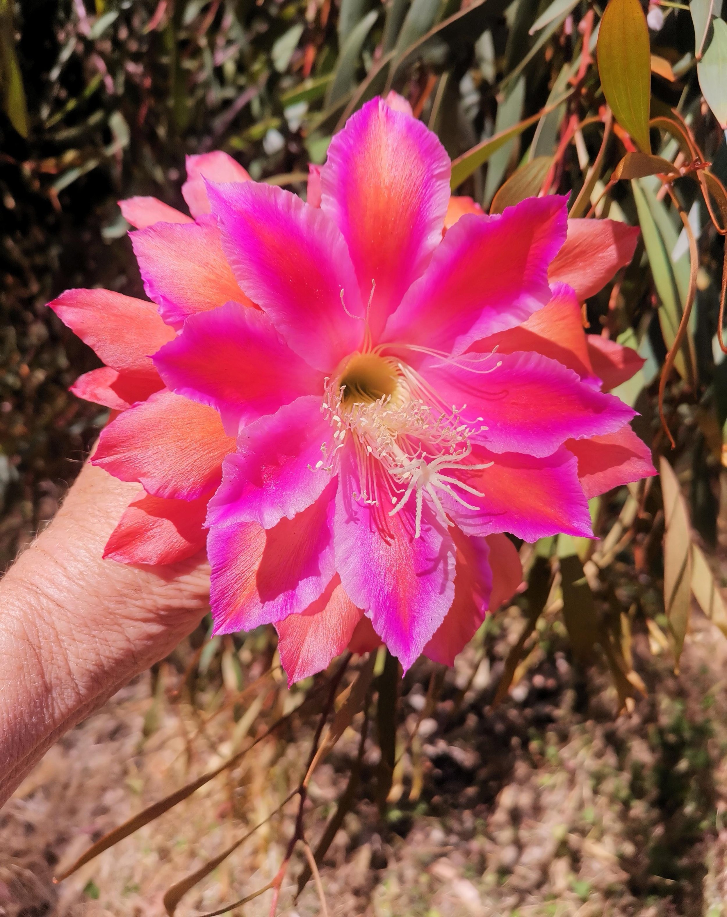 Party Parasol_20241106_210755.jpg