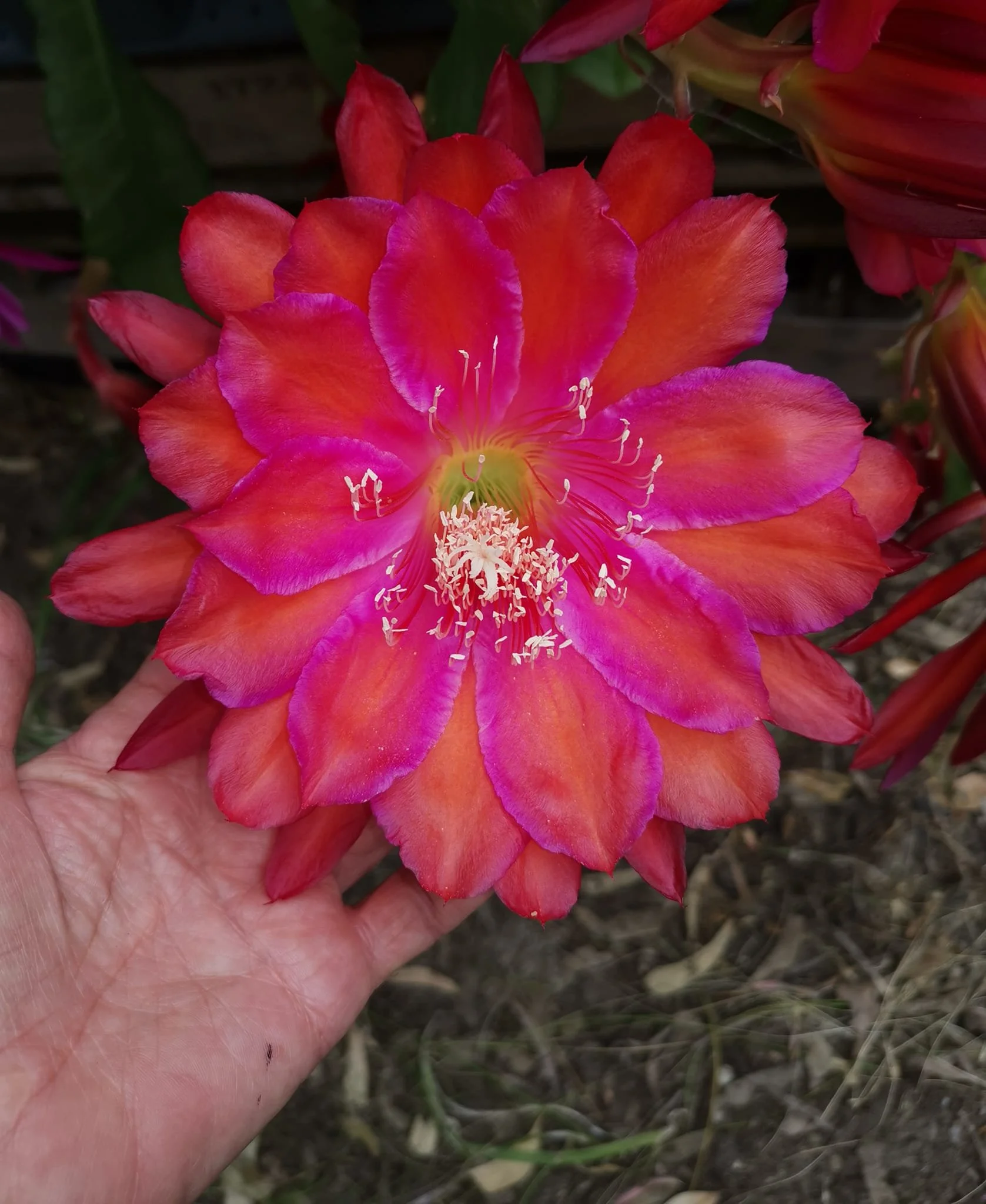 Ulana Shelli Jae.jpg