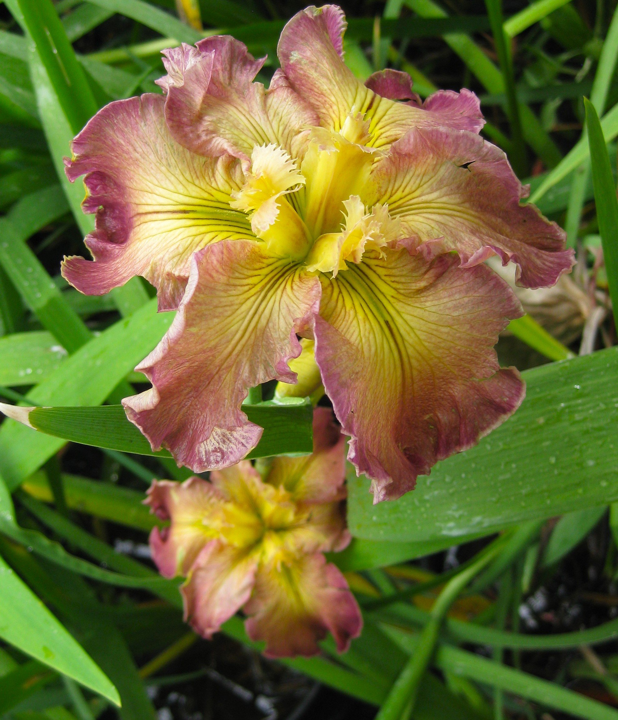 Wild and Wonderful - L. Iris