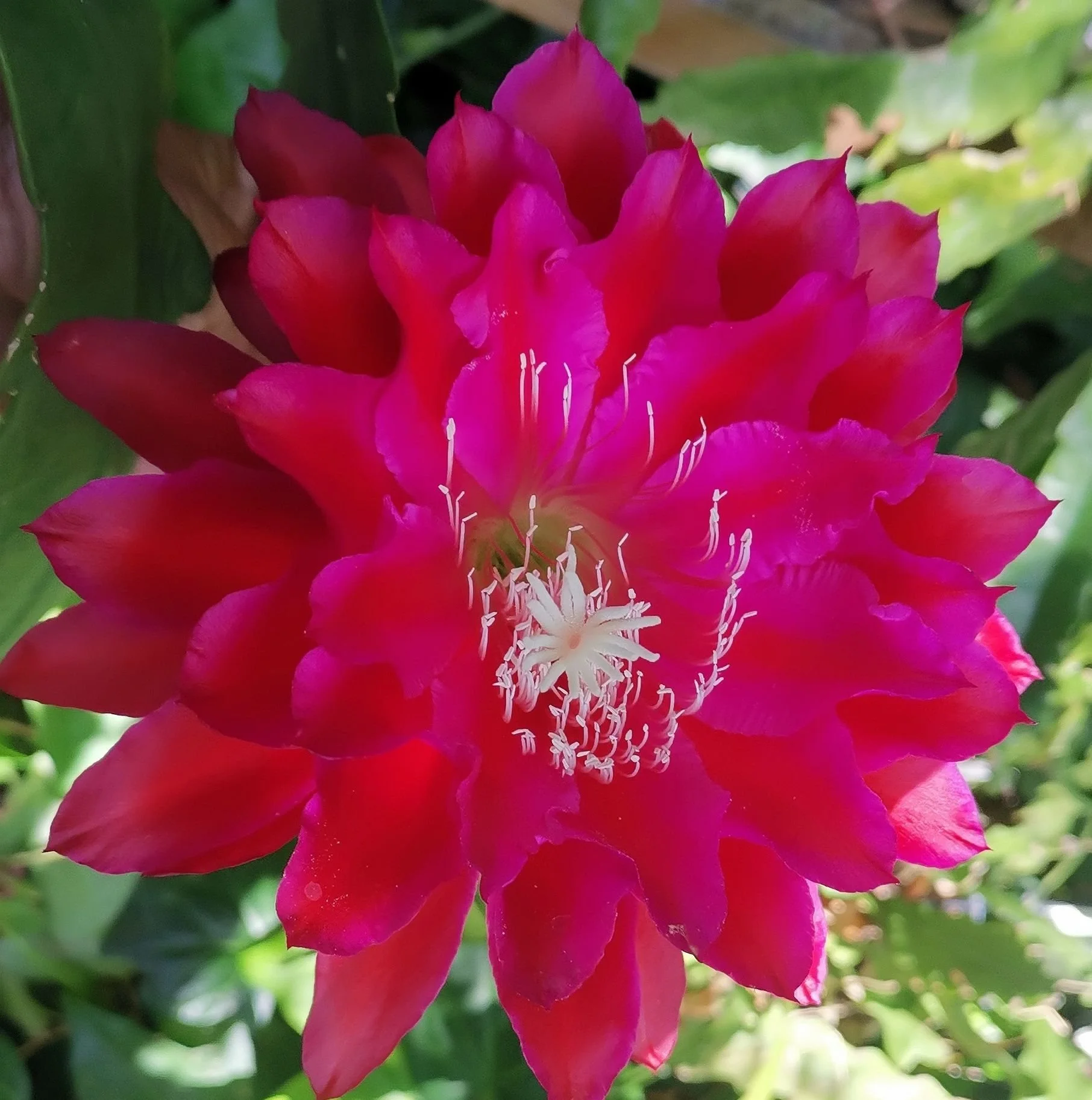 Kiwi Cardinal King1 .jpg