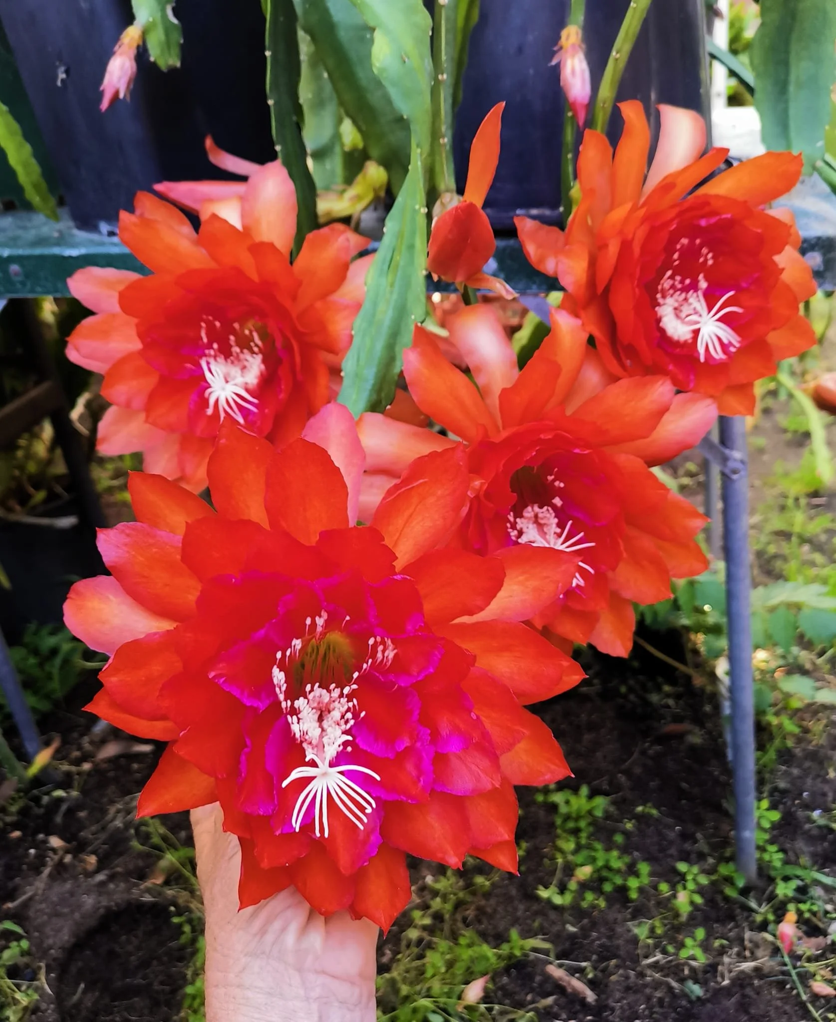 Kiwi Tropical Sunset 2.jpg