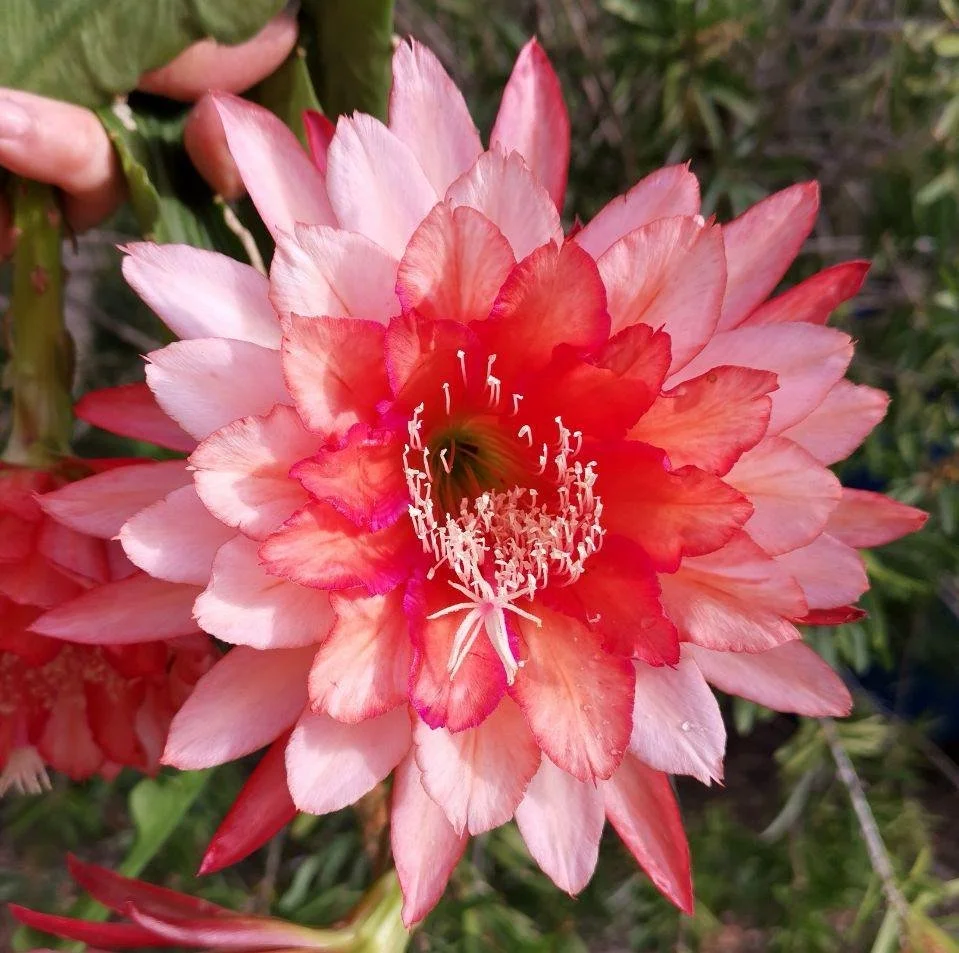 Kiwi Ghostly_20241025_101256.jpg