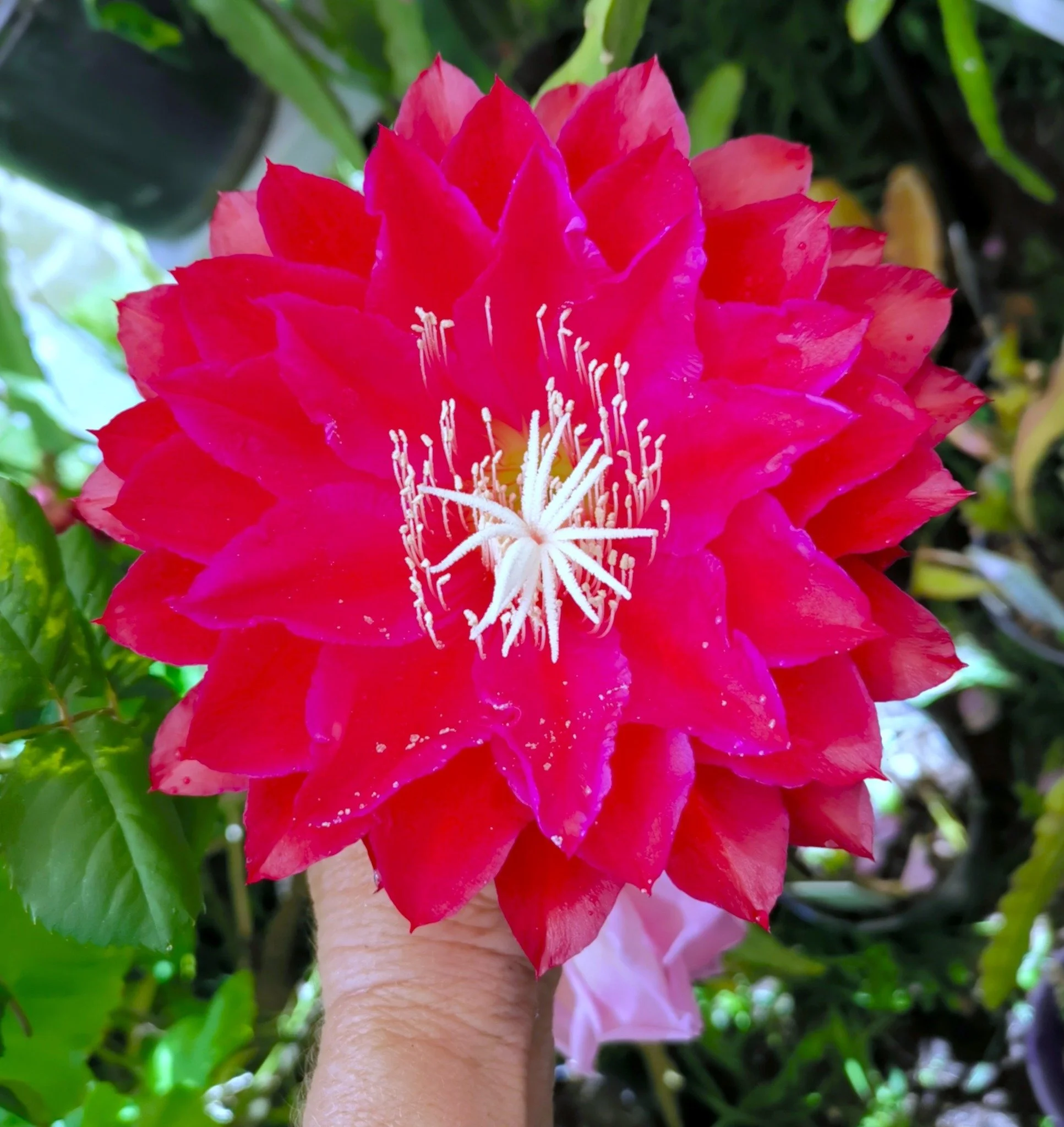 Kiwi Cardinal King 1.jpg