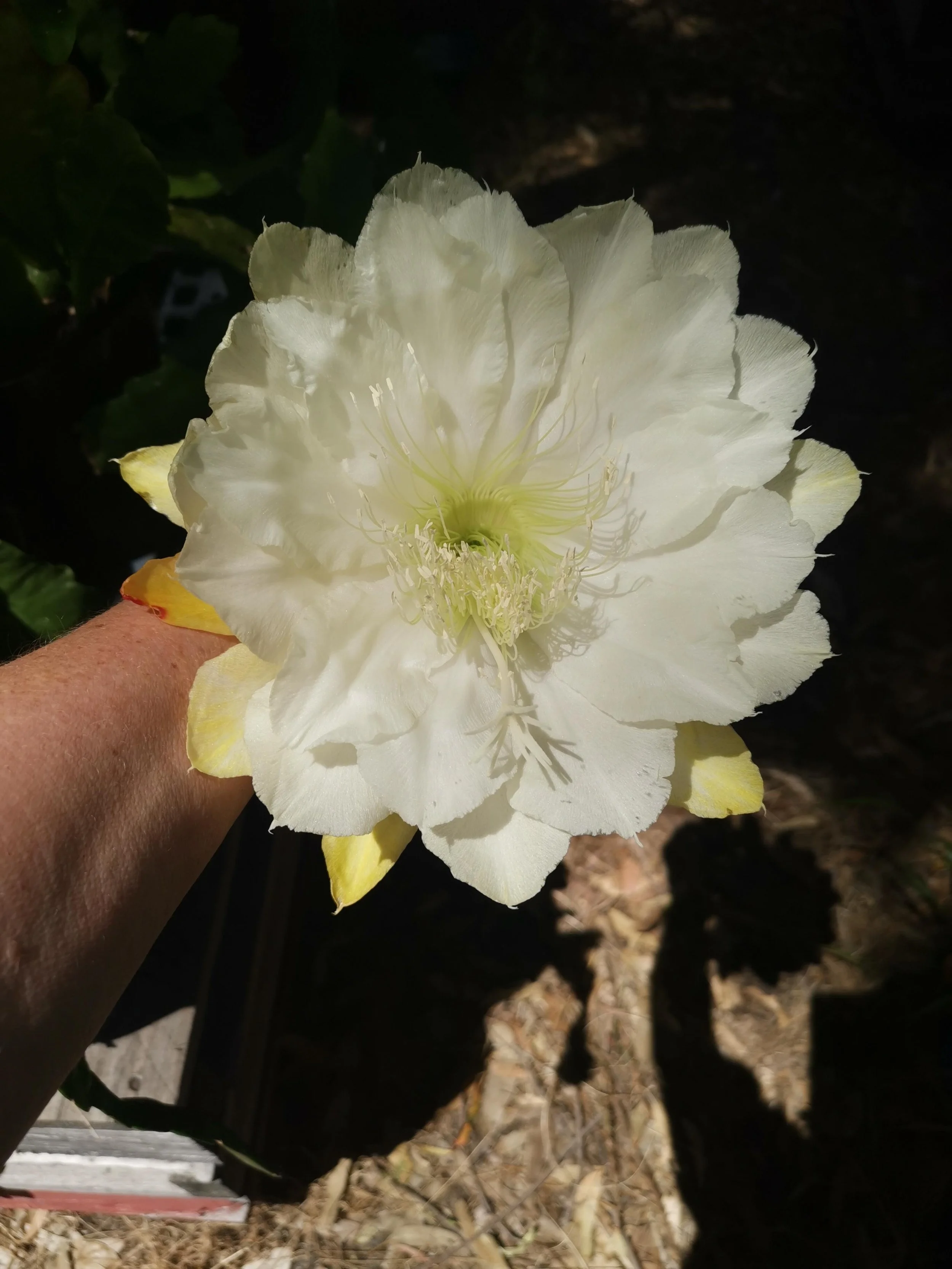 Kiwi Swans In Flight_20241113_105531.jpg