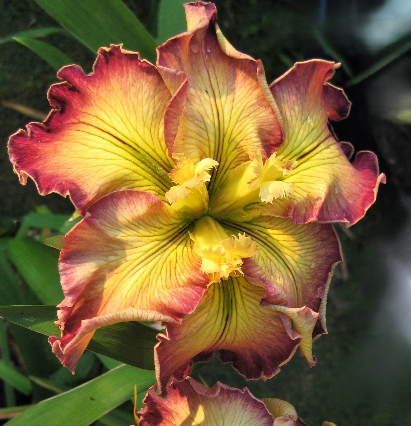 IMG_1983 Wild & Wonderful.JPG