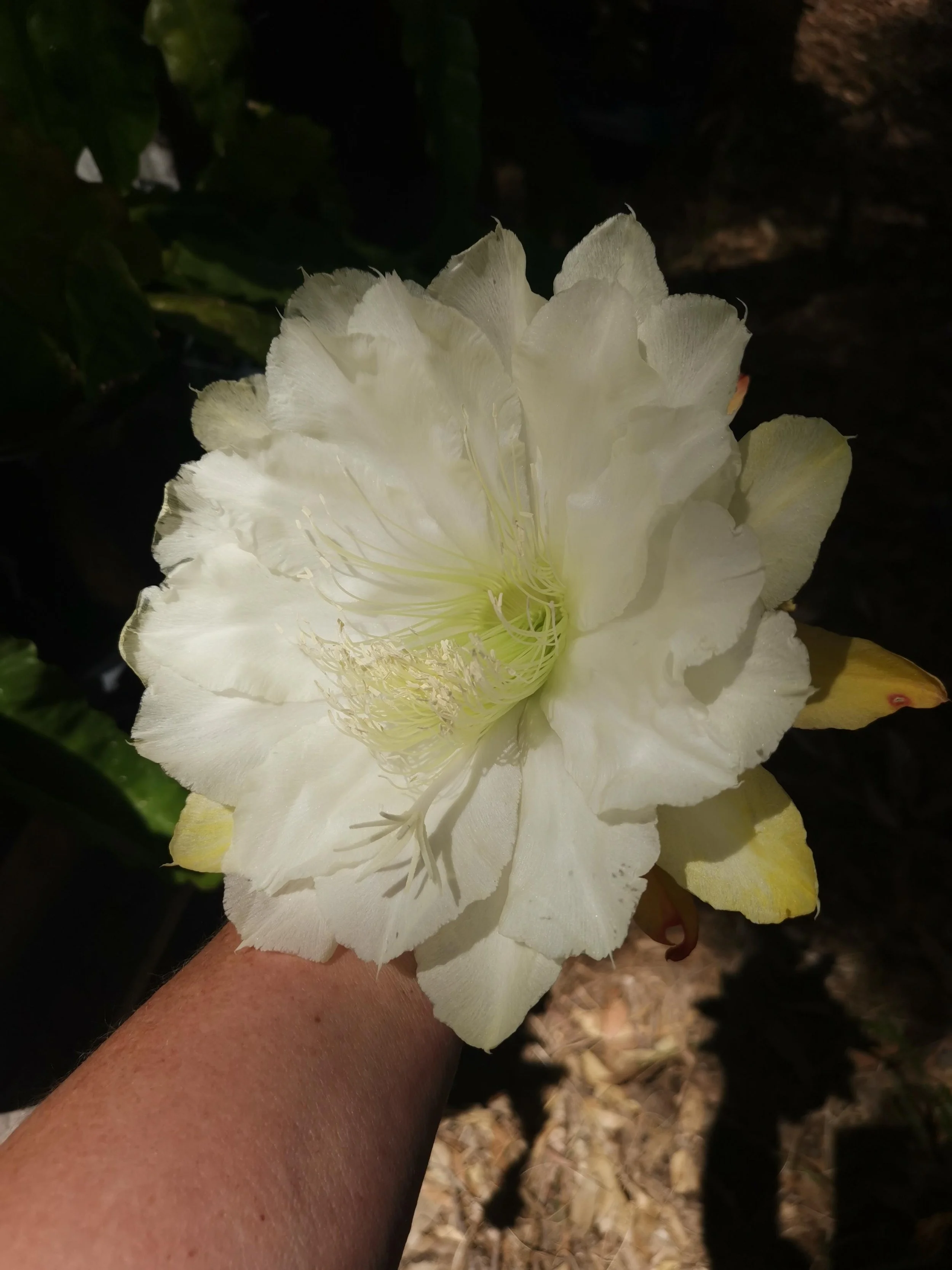 Kiwi Swans In Flight_20241113_105620.jpg