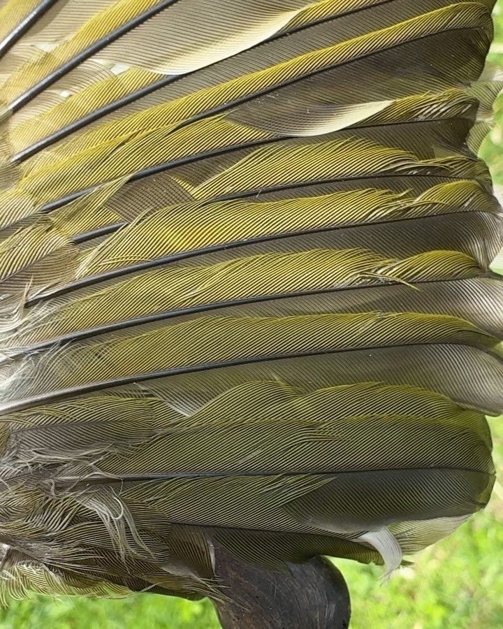 8 months ago I received a message from the beautiful @uwenna with a photo of a sweet bird spirit that had transitioned at her home and the words &lsquo;Do you want a whole bird?&rsquo; Back then, this was only the second bird to have called to me. It