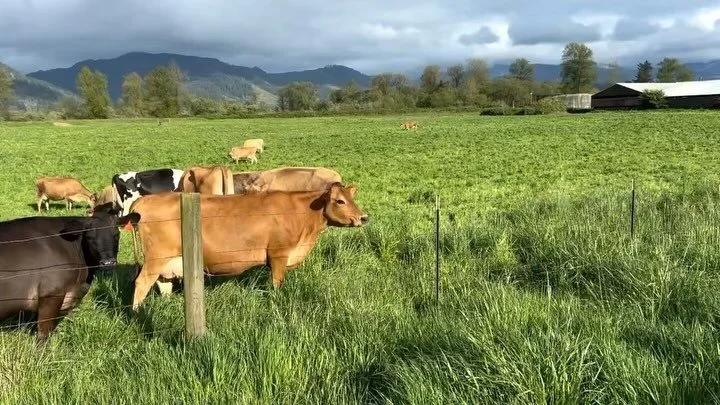 Sunday vibes in Oregon, surrounded by nature &mdash; just what I needed.🌿☀️🐄
