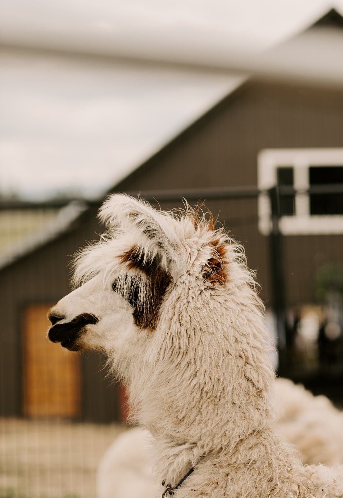 Feed an alpaca