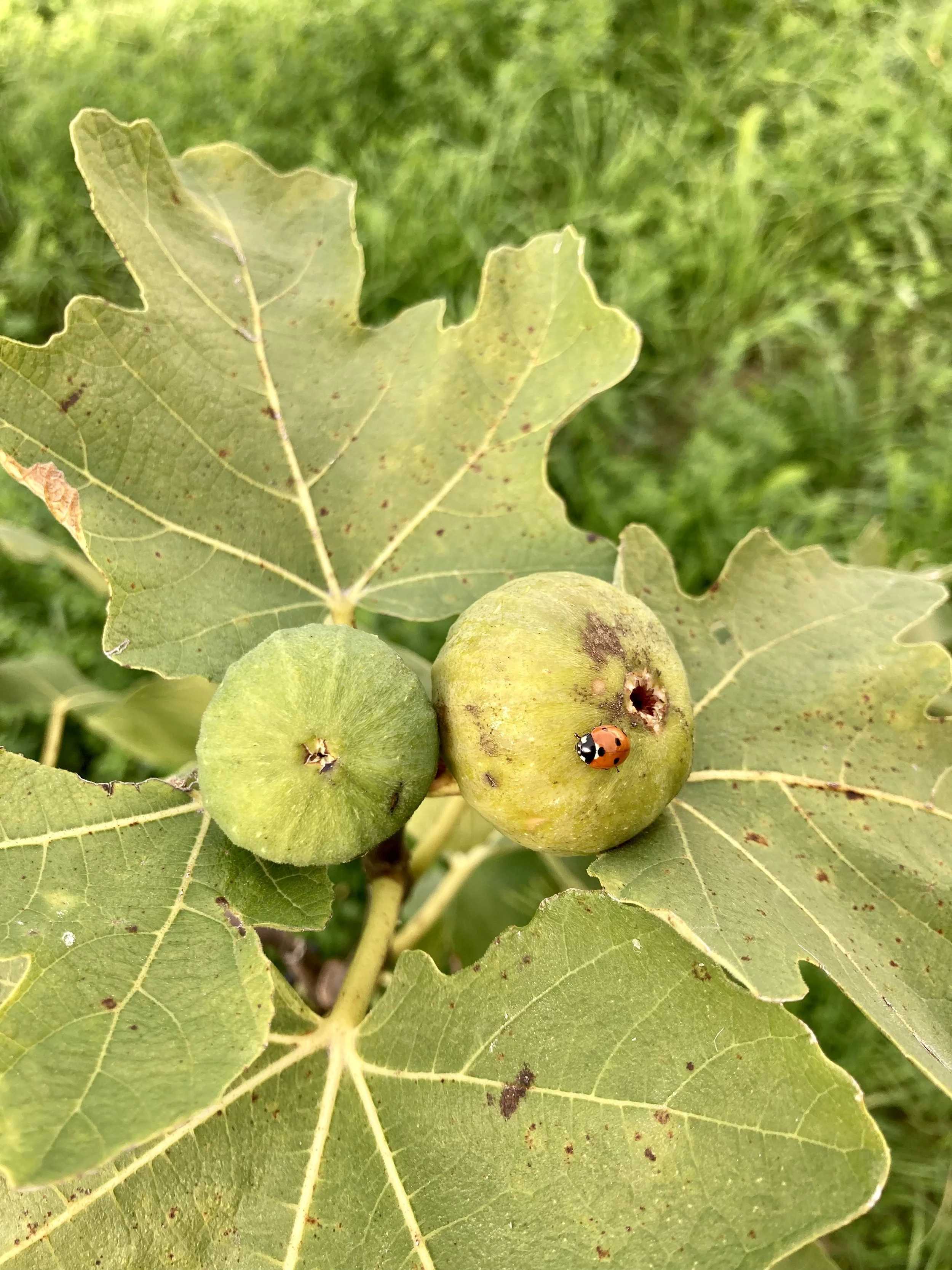 Herbstfeige Ponte tresa #1