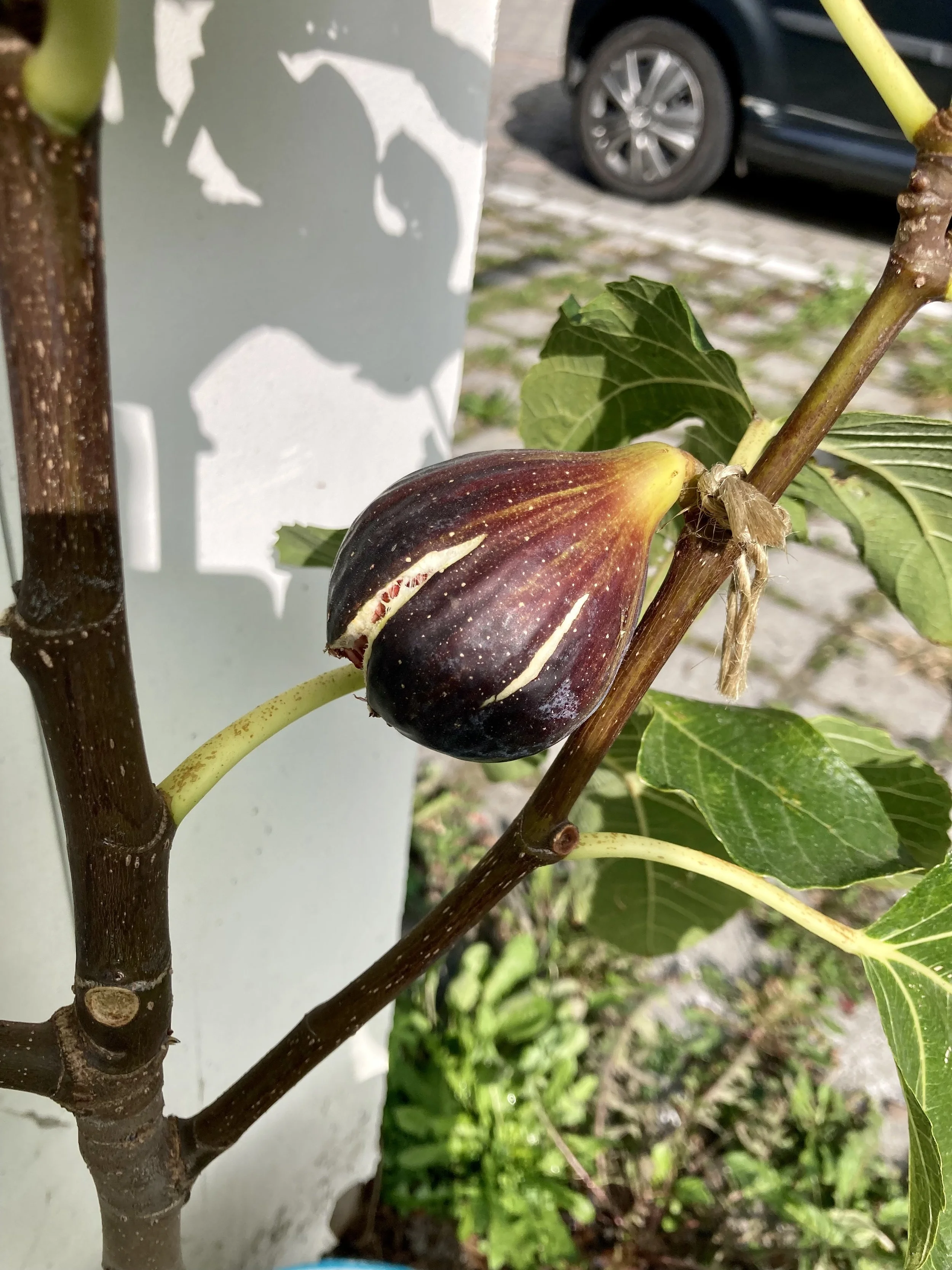 bestäubte Herbstfeige NOT-bordissot negra rimada