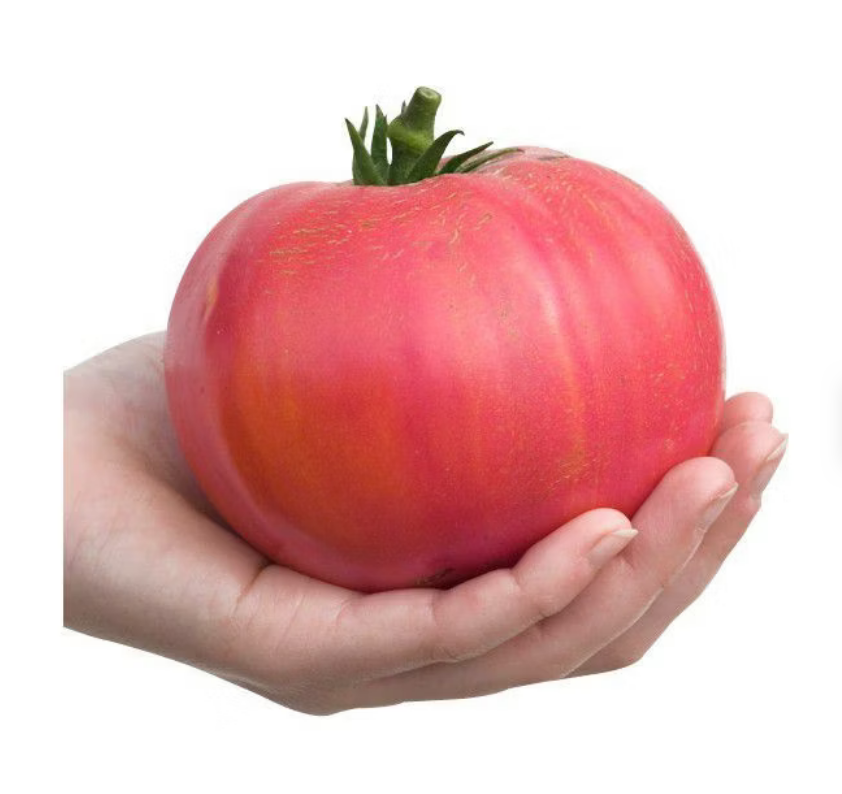 Screenshot 2025-05-04 at 19-07-23 Tomate 'Berner Rose' - Fleischtomate - Anni's Erdbeershop.png