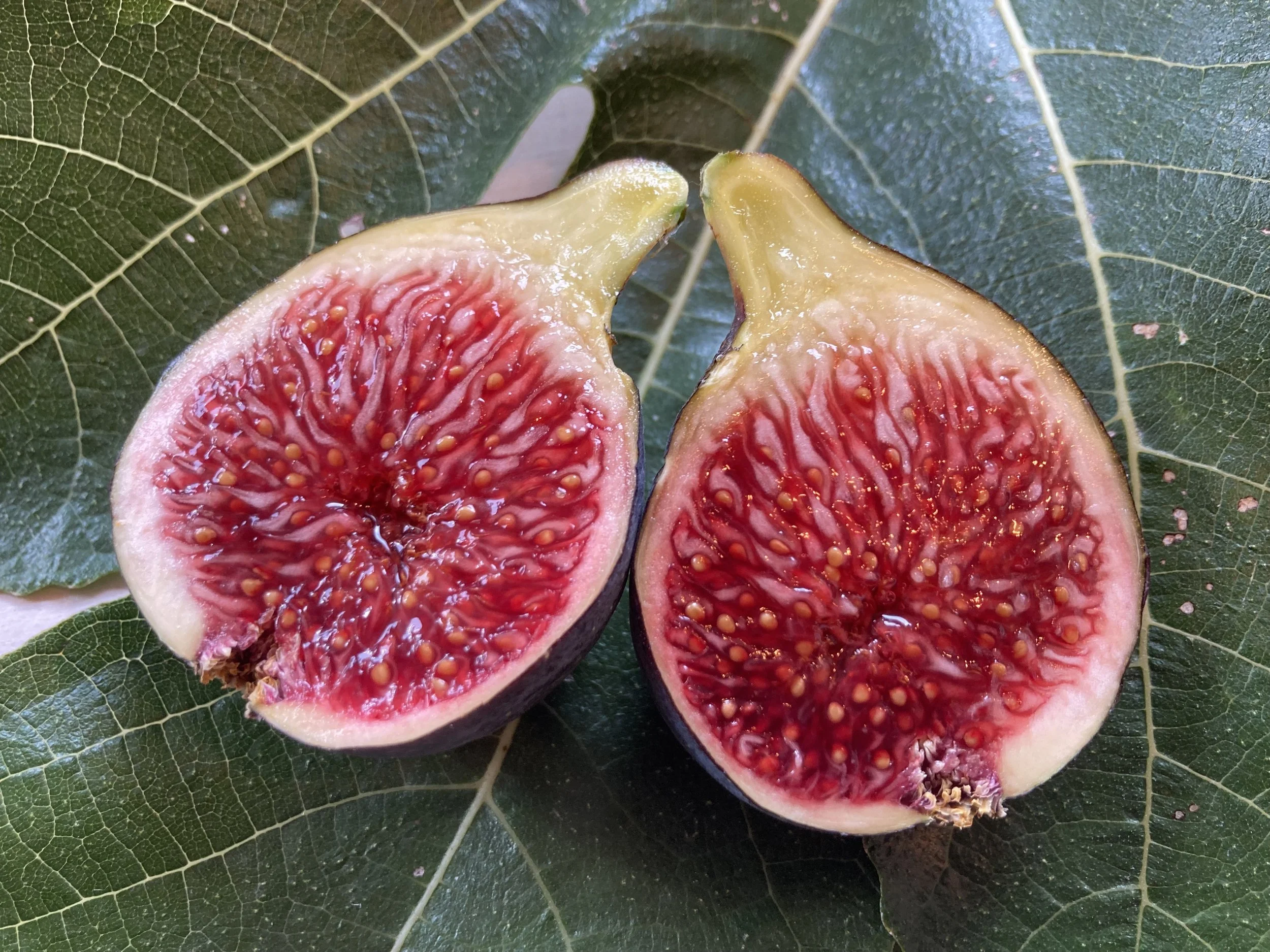 bestäubte Herbstfeige NOT-bordissot negra rimada