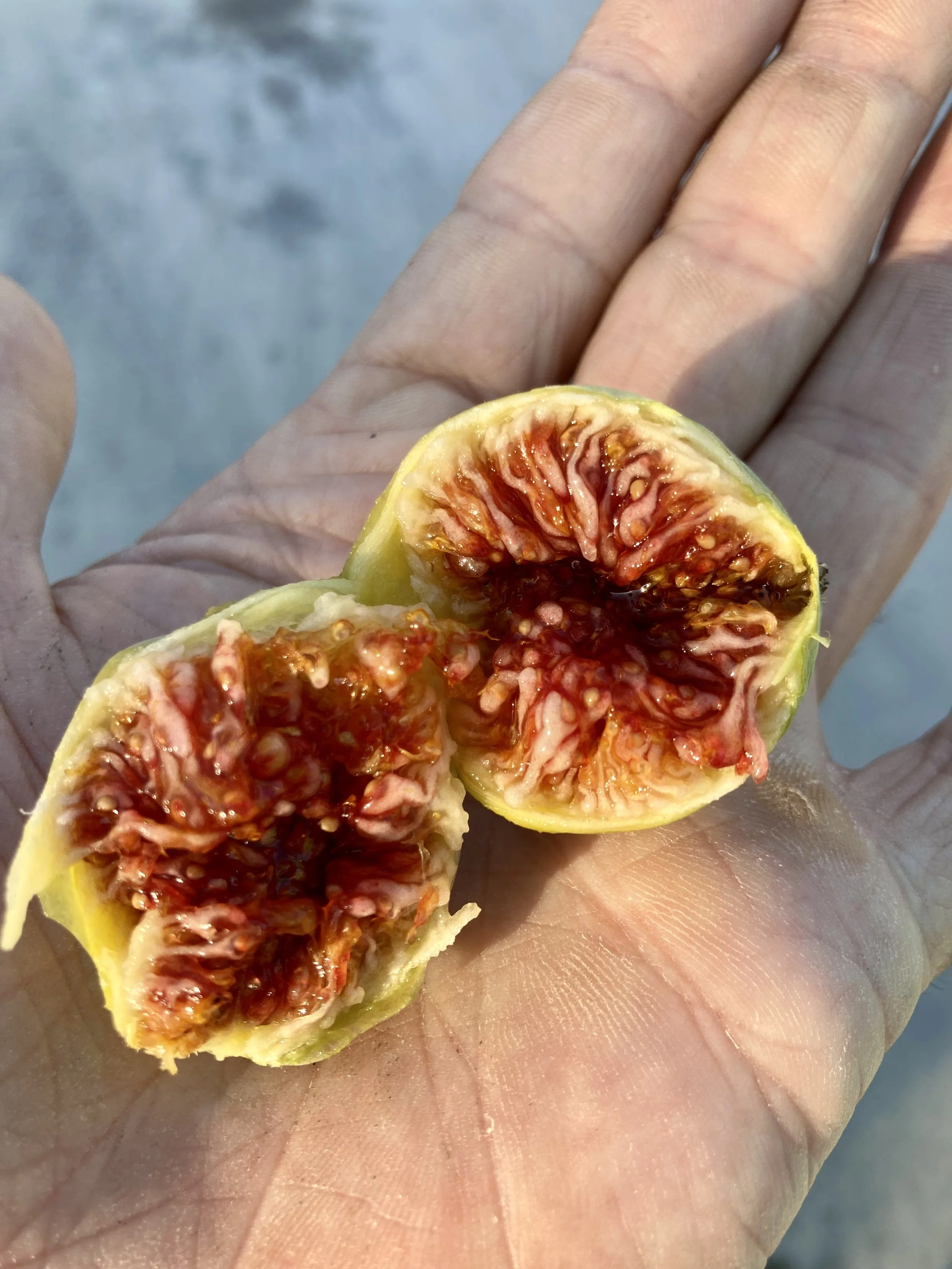 Herbstfeigen Kreta Fundfeige #4