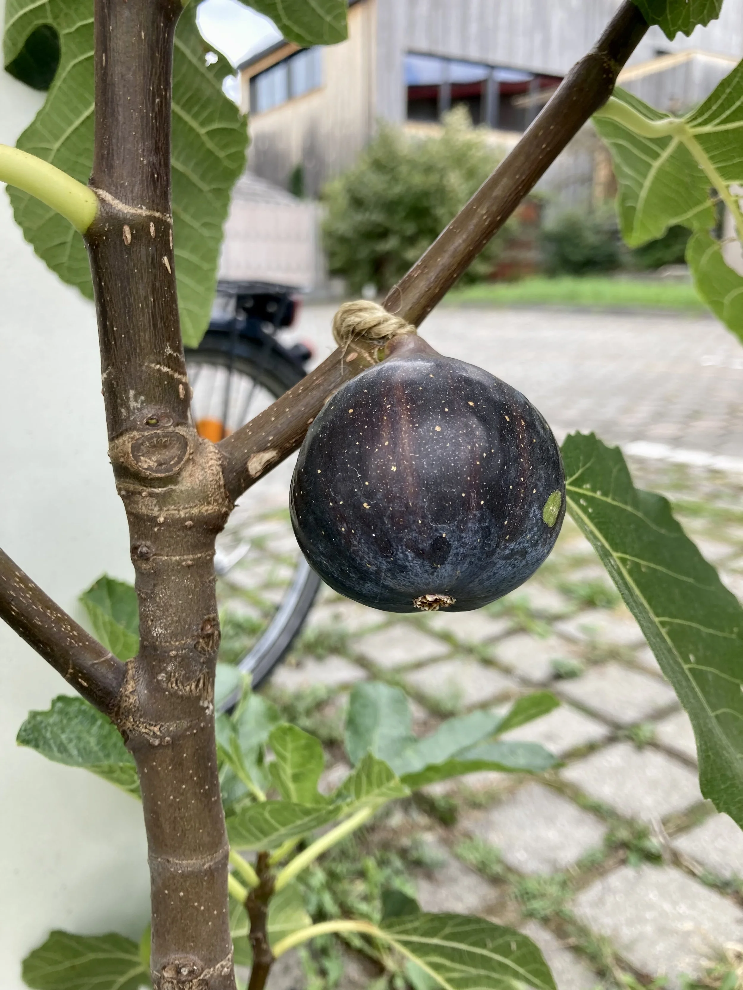 bestäubte Herbstfeige NOT-bordissot negra rimada