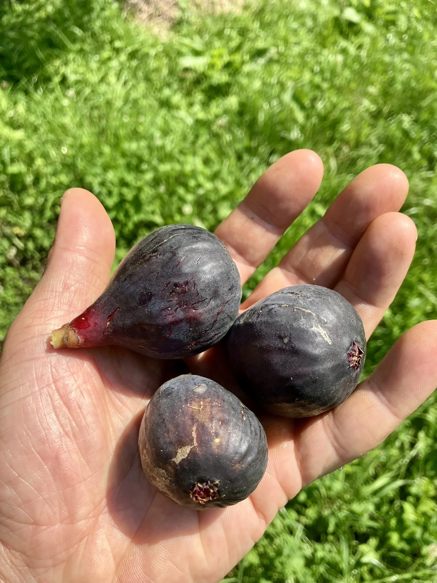 Sommerfeigen Negronne
