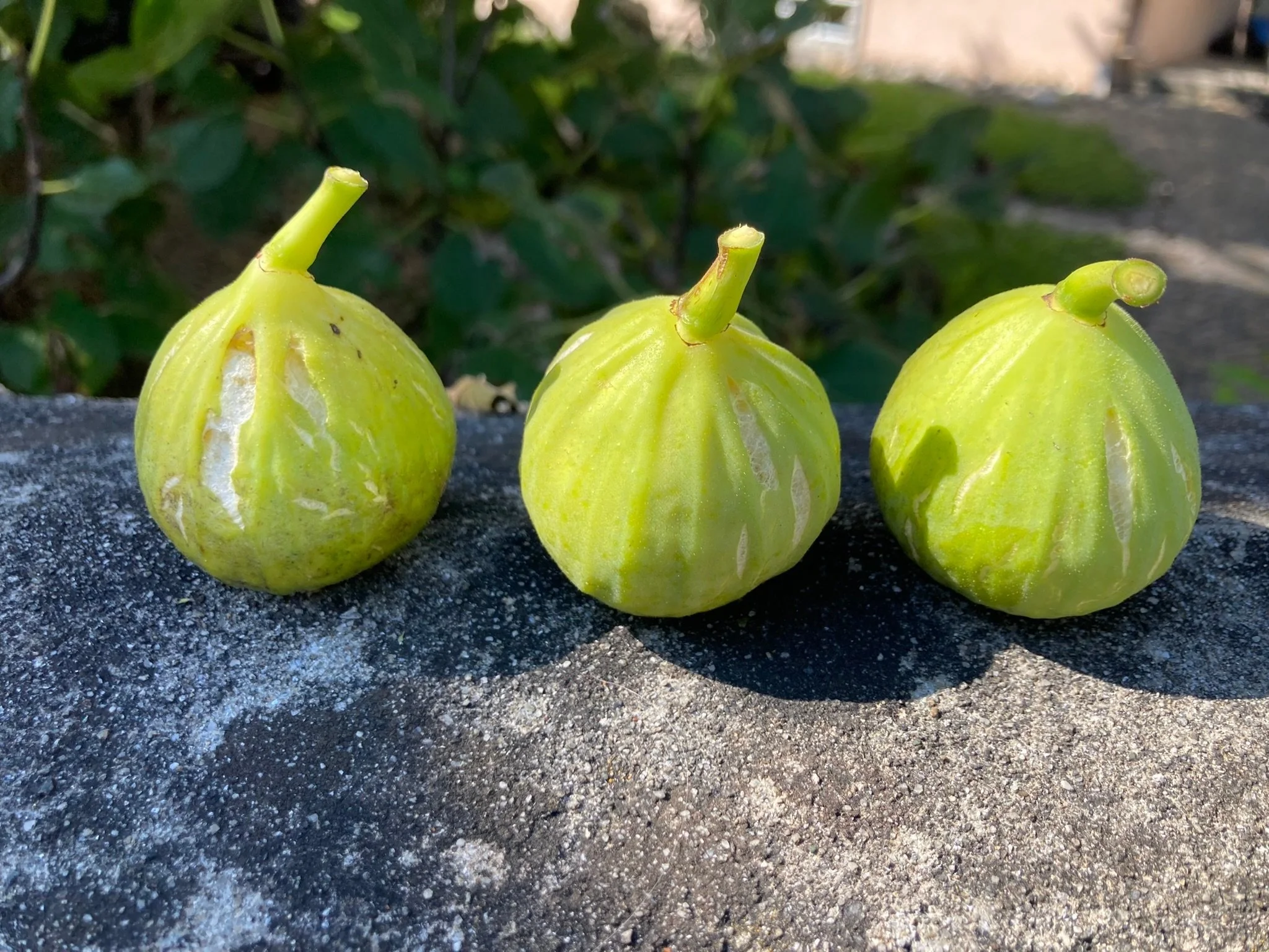 Herbstfeigen Calabacita