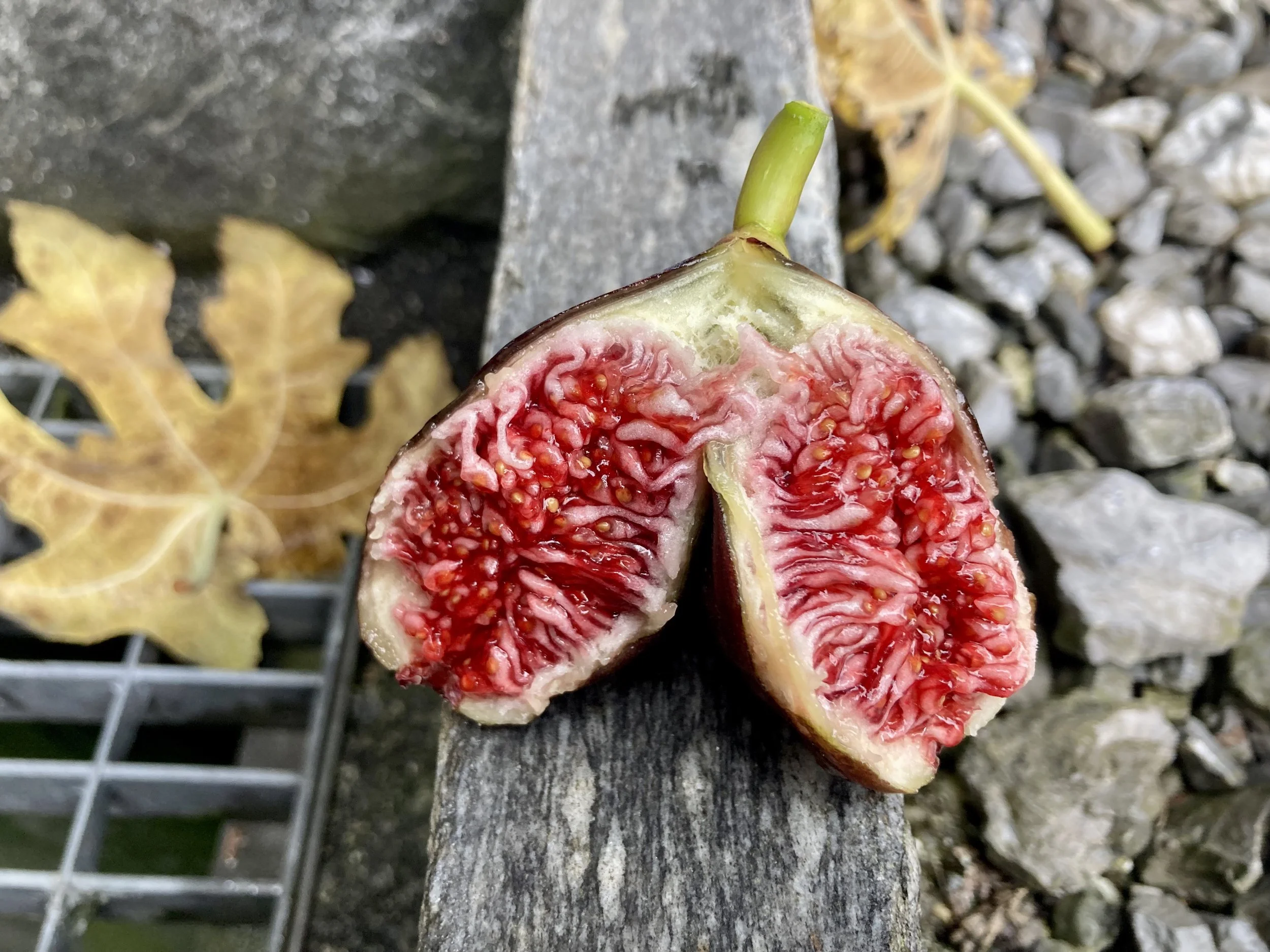 Herbstfeige Hausmeister Fundfeige