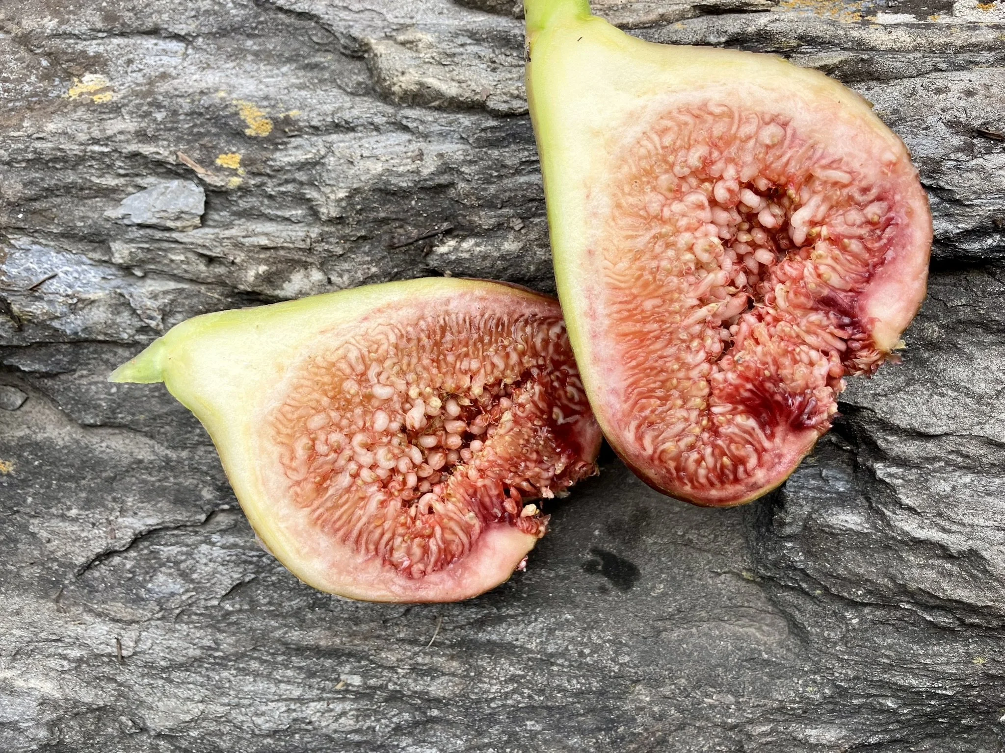 Sommerfeige Madelaine des deux saison