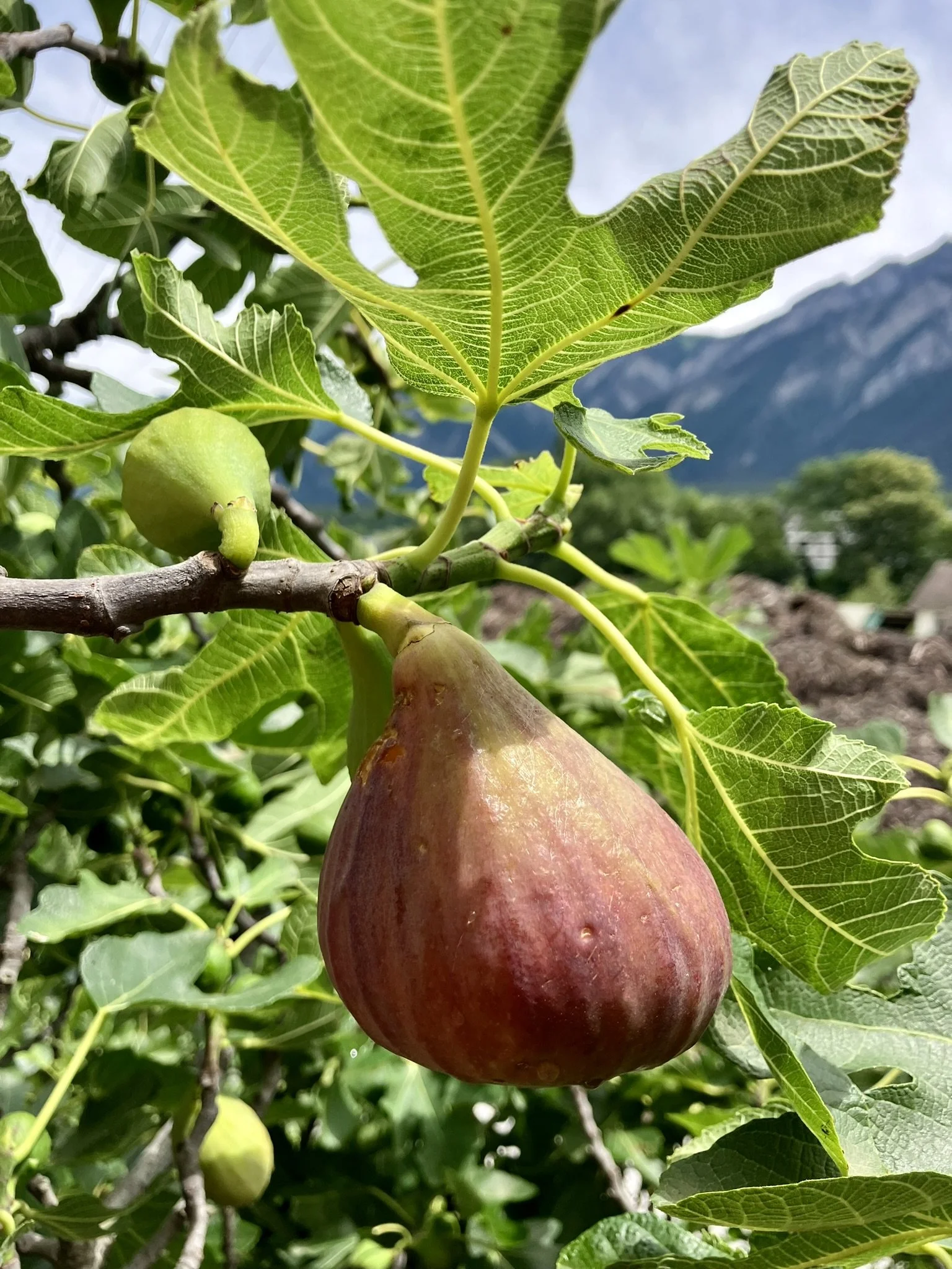 Sommerfeige Madelaine des deux saison