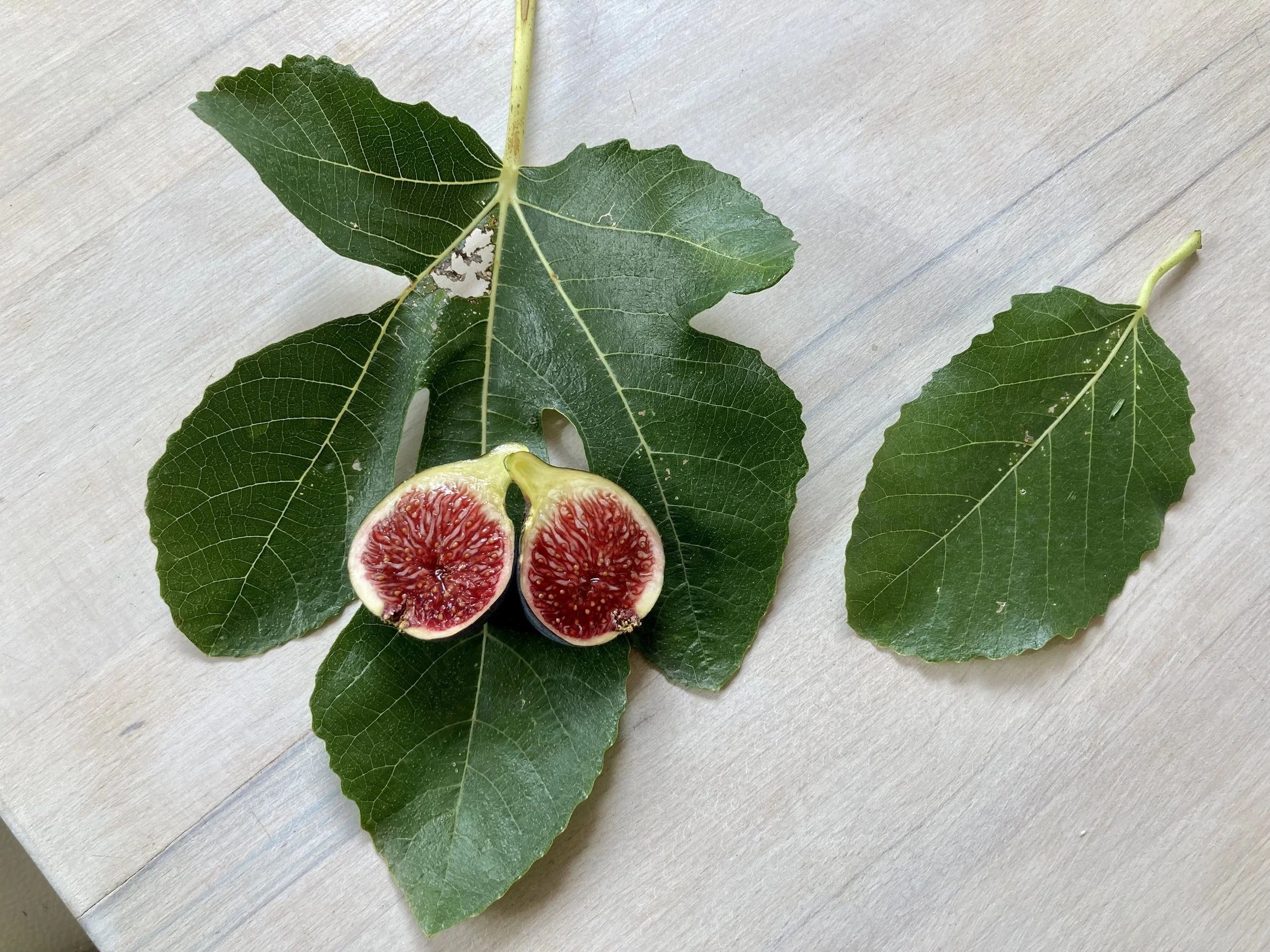 bestäubte Herbstfeige NOT-bordissot negra rimada