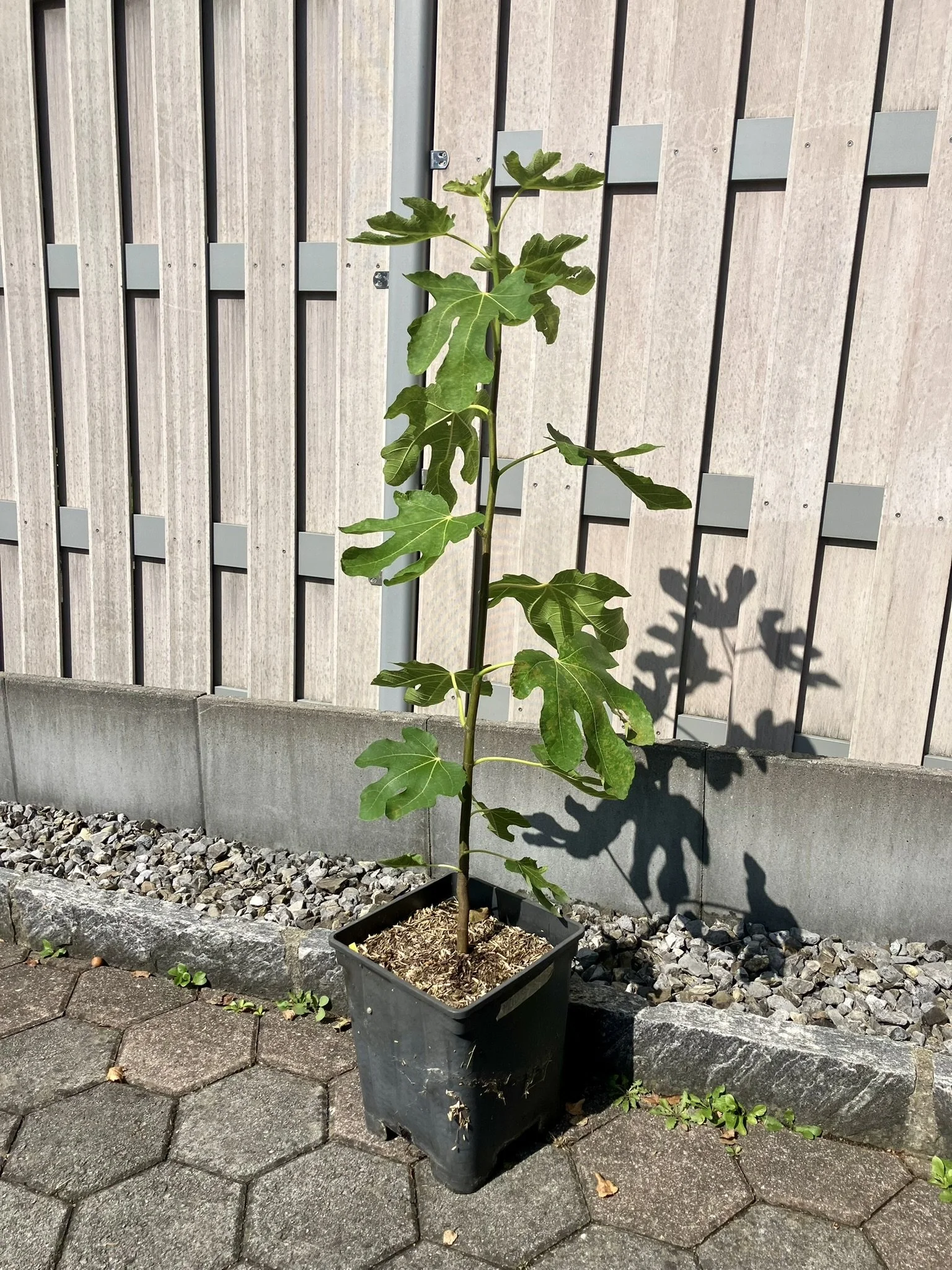 Feigenbaum "Madelaine des deux saison"