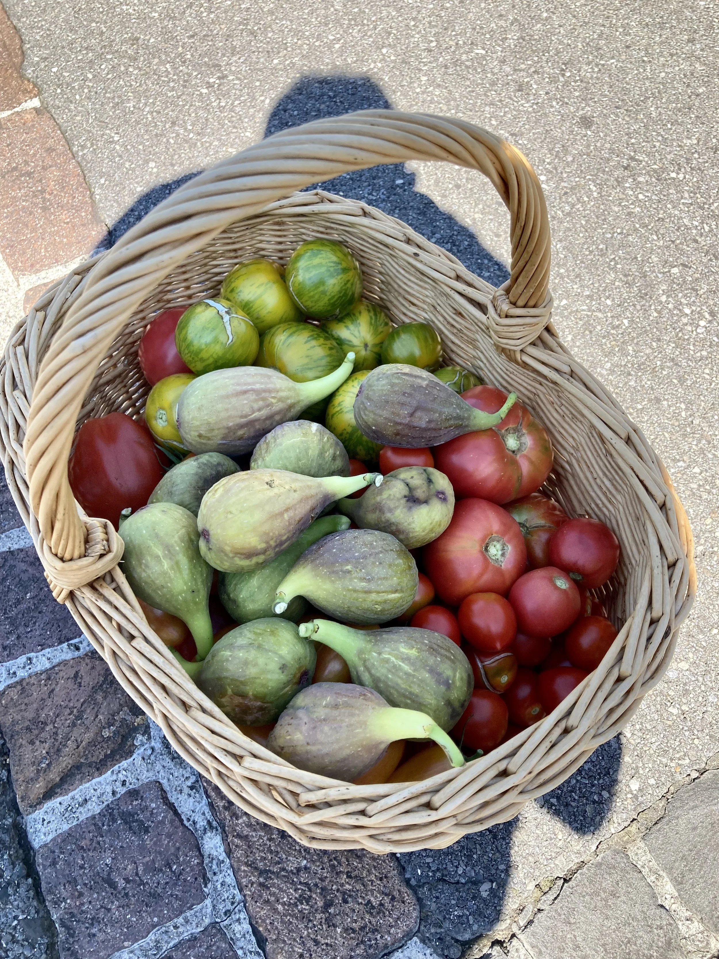 Herbstfeigen Longue d'aout