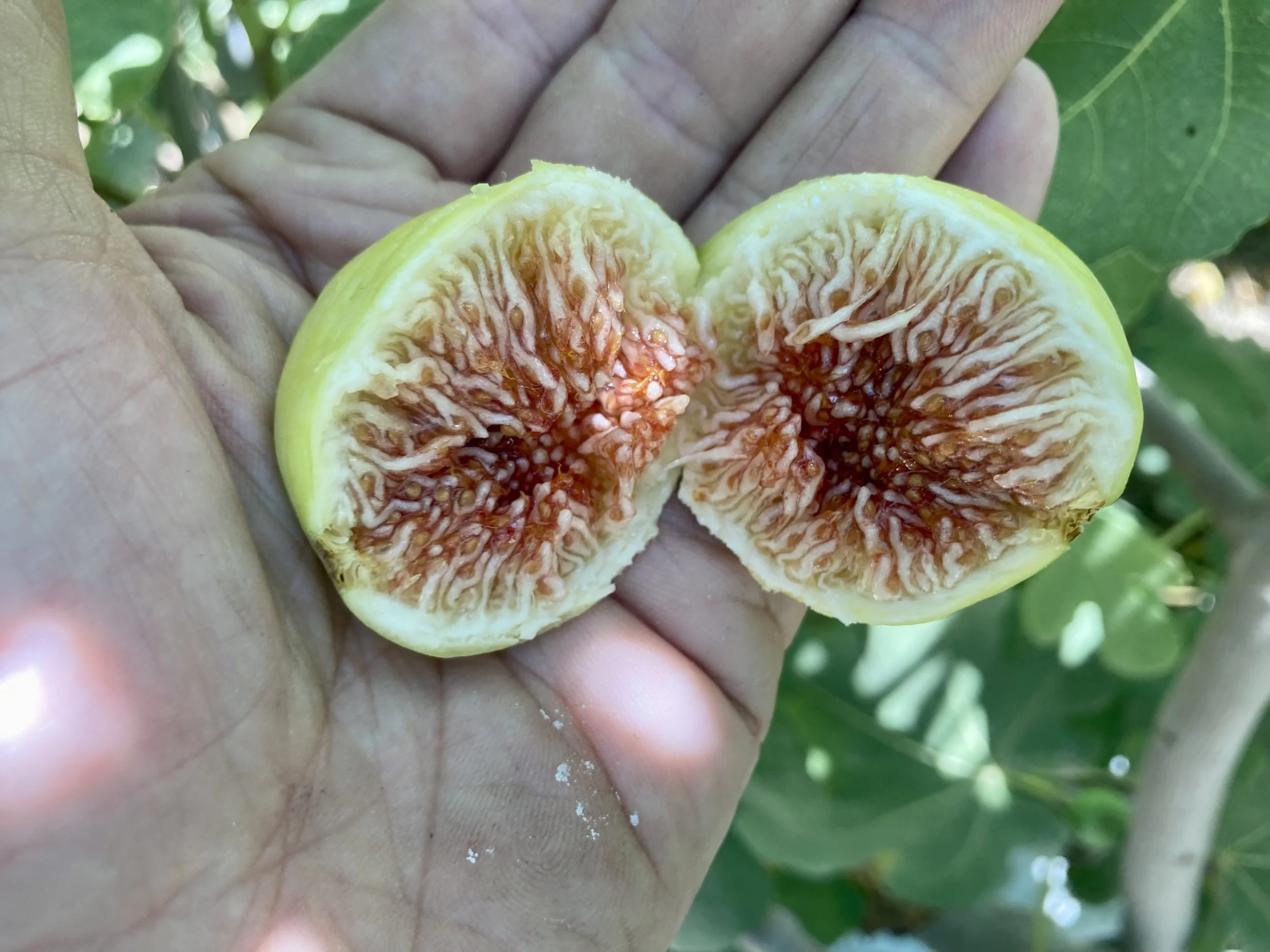 Herbstfeigen Kreta Fundfeige #1