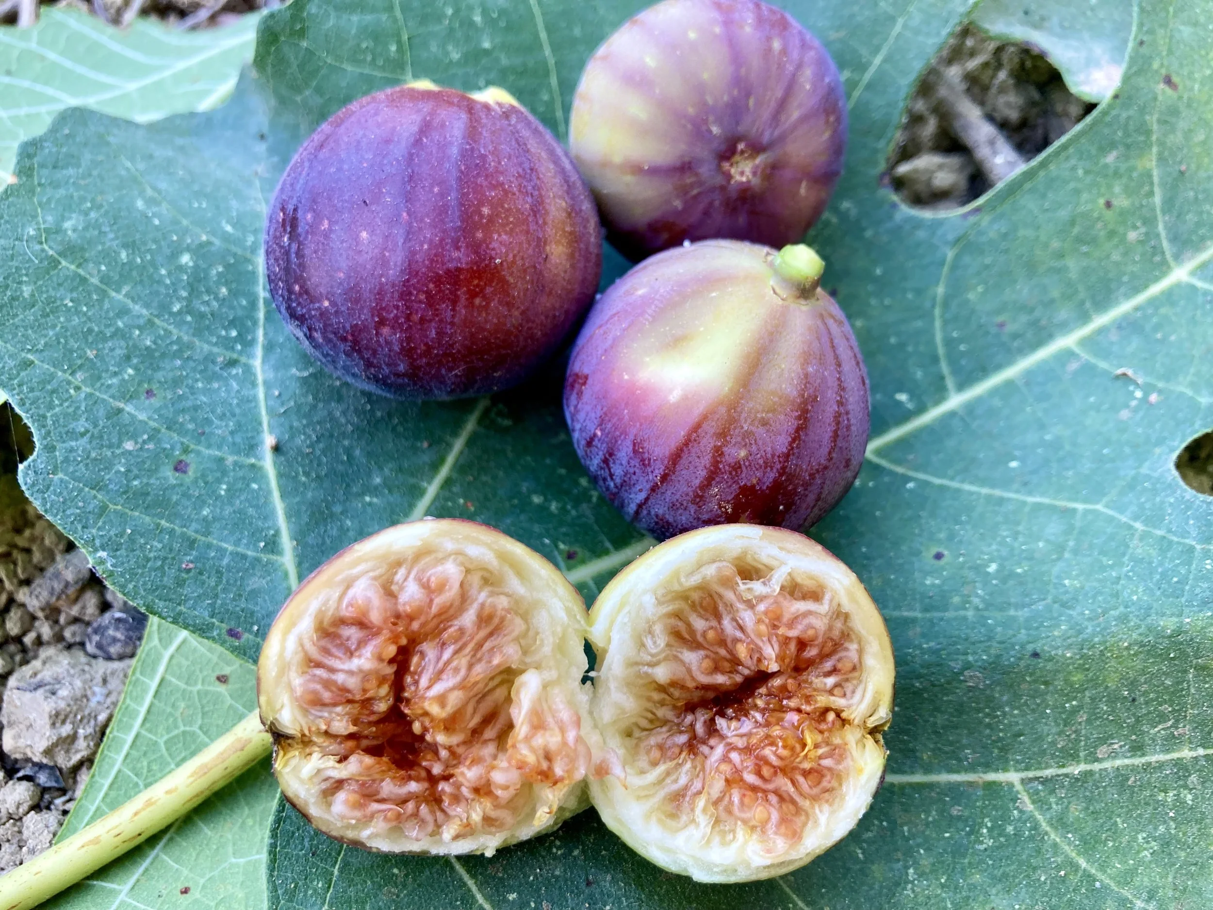 Herbstfeigen Kreta Fundfeige #3