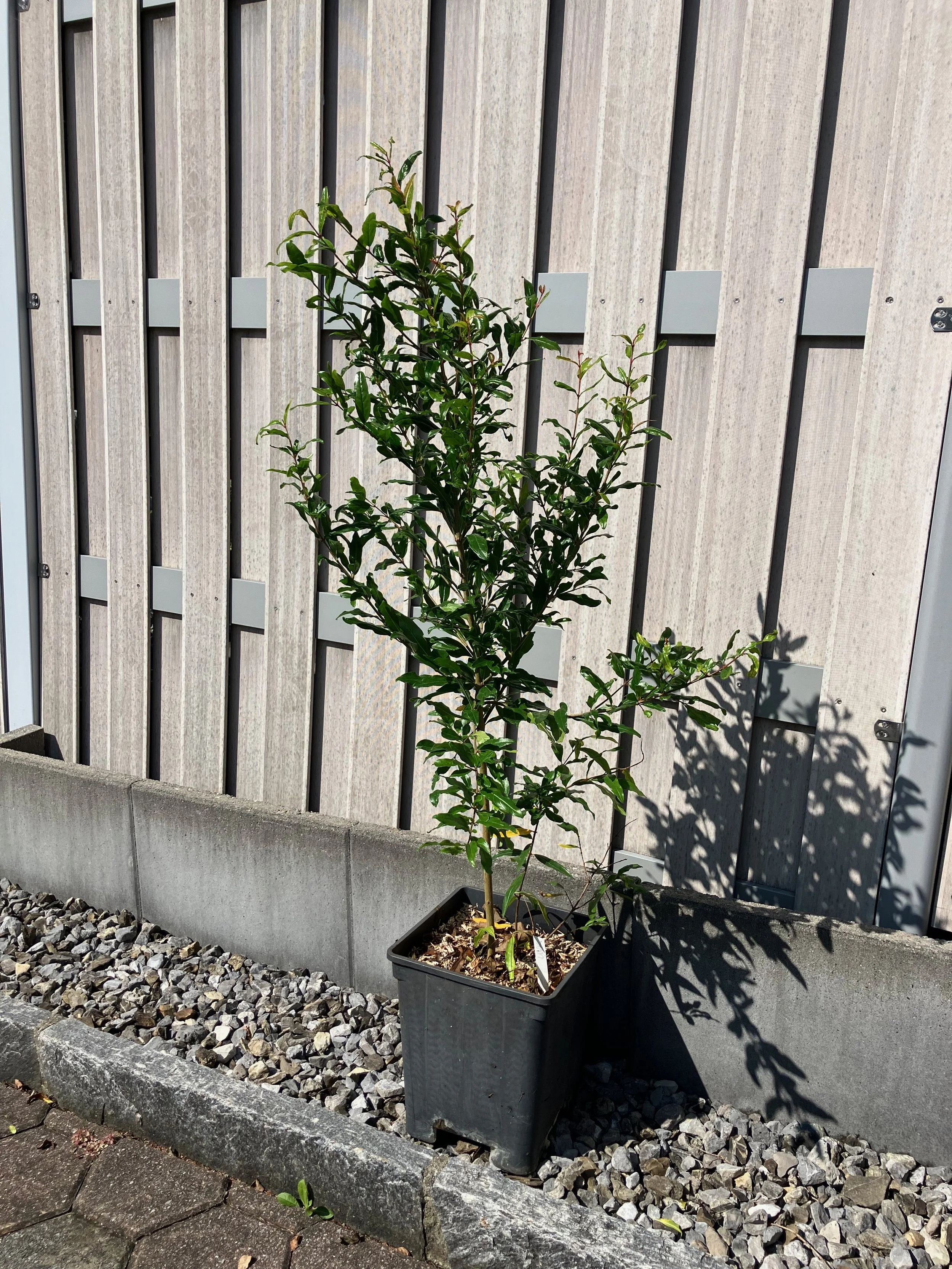 Granatapfelbaum "UNK"