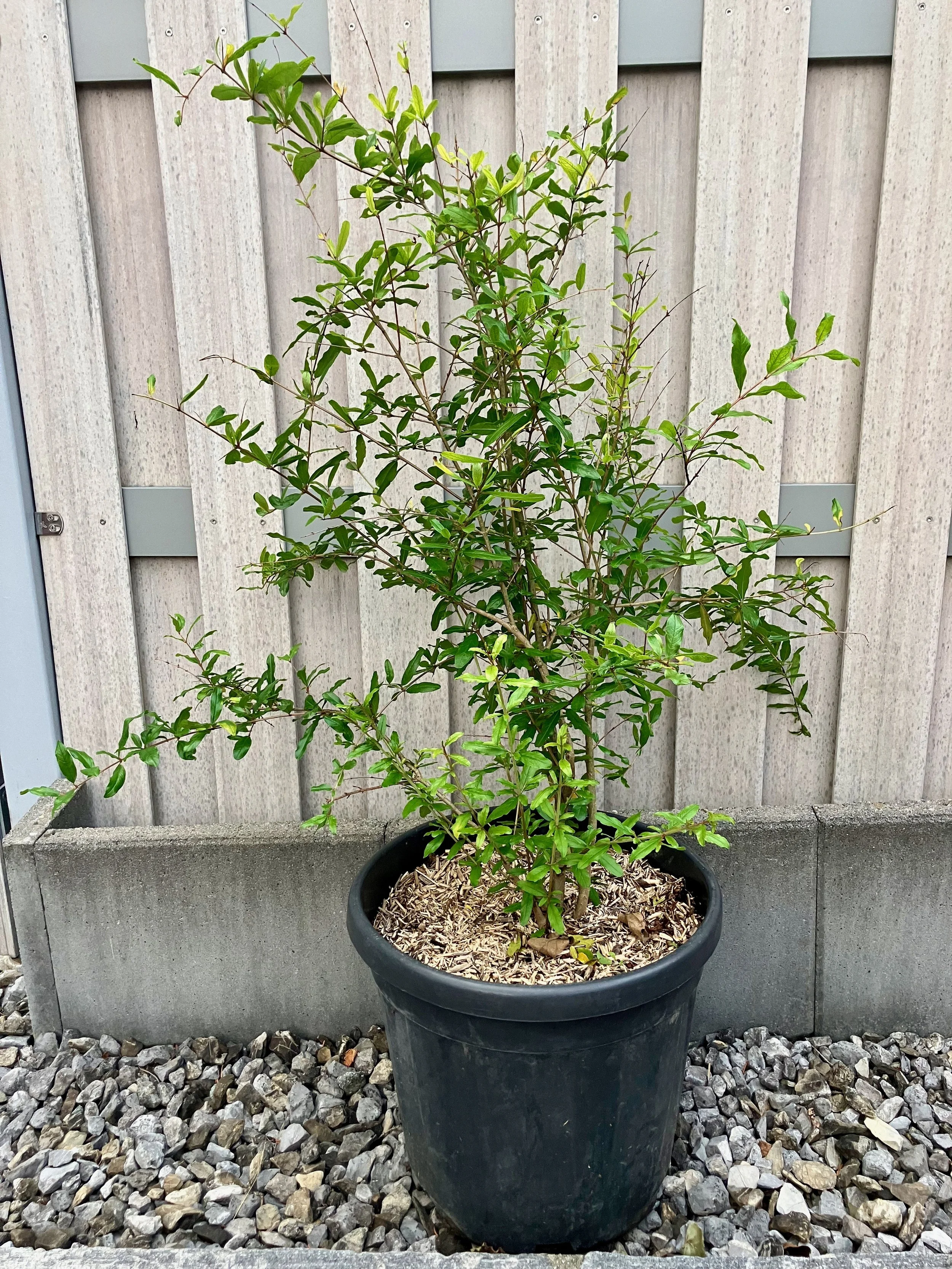 Granatapfelbaum "Parfianka"