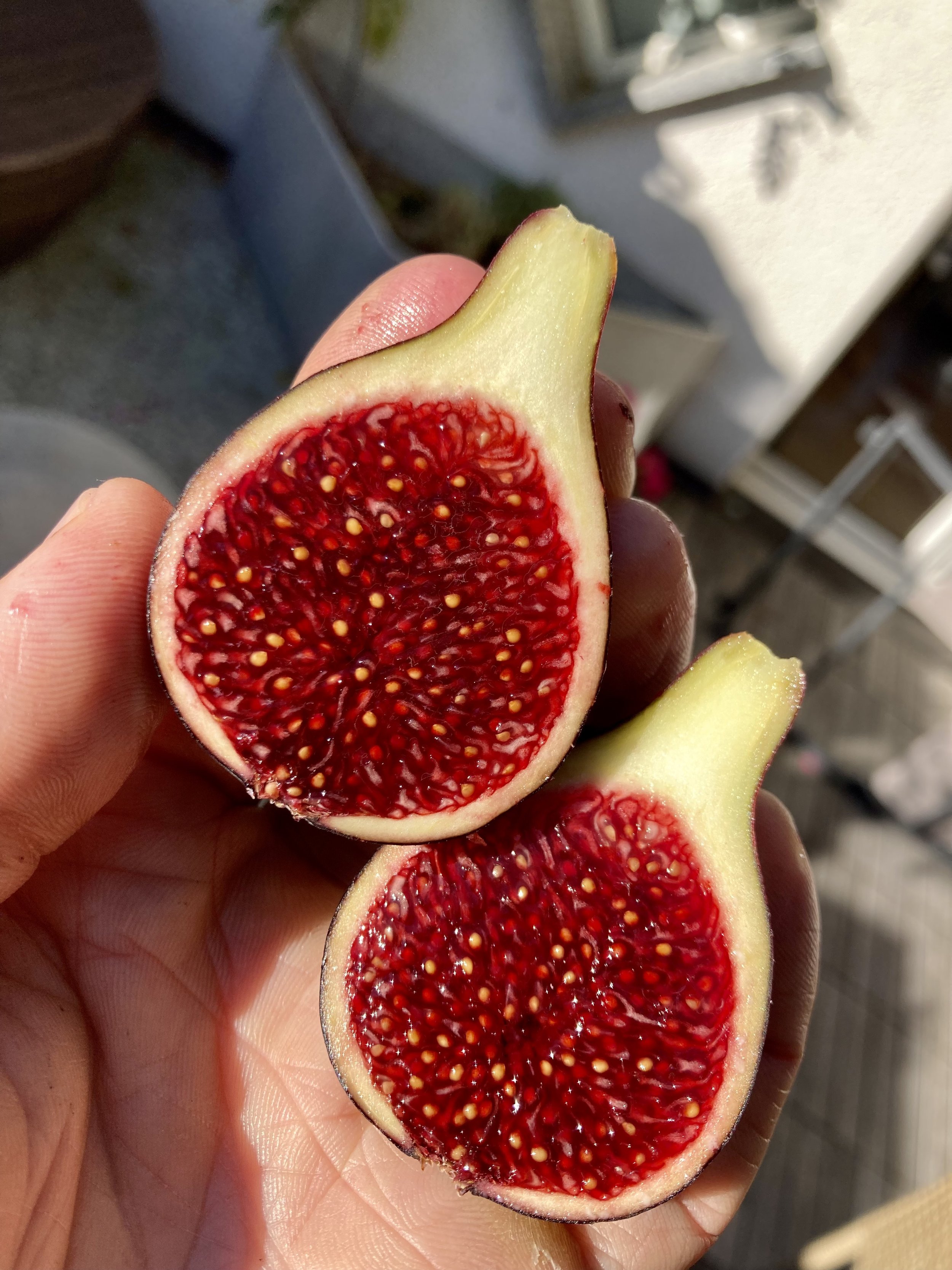 Herbstfeige Coll de dama negra