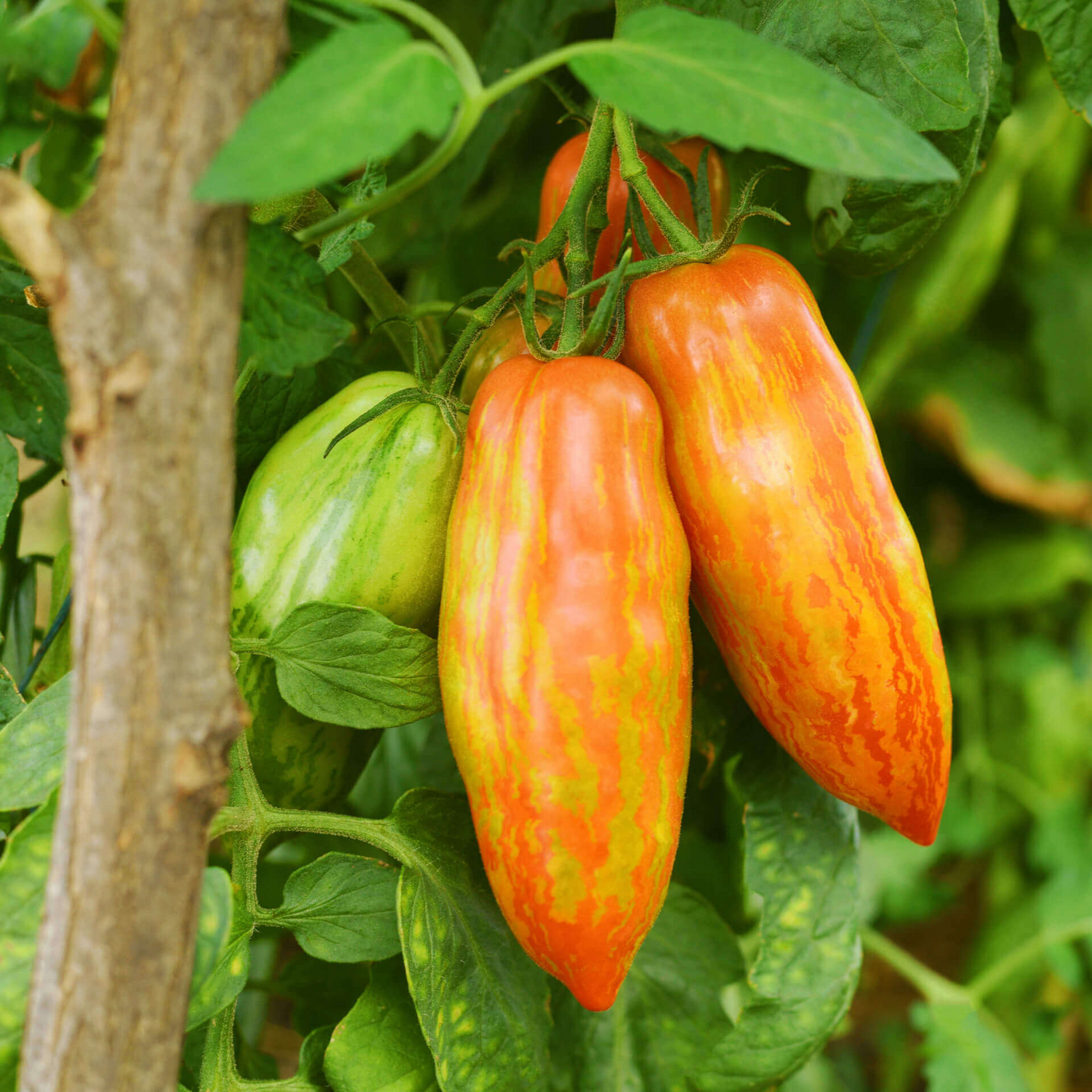 Screenshot 2025-05-04 at 19-38-47 Bio-Fleischtomate „Striped Roman“ Samen Maier.png