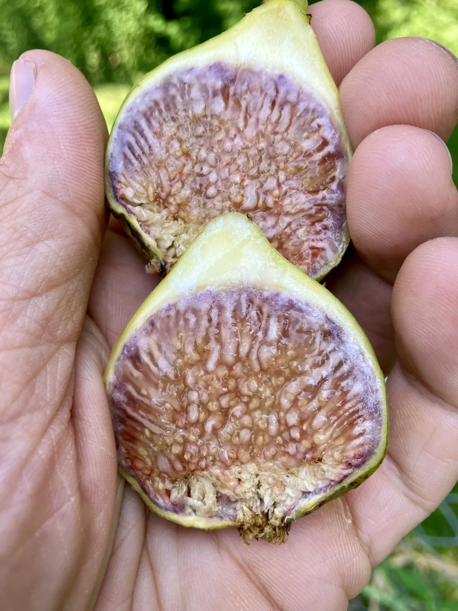 Sommerfeige Rigato del Salento